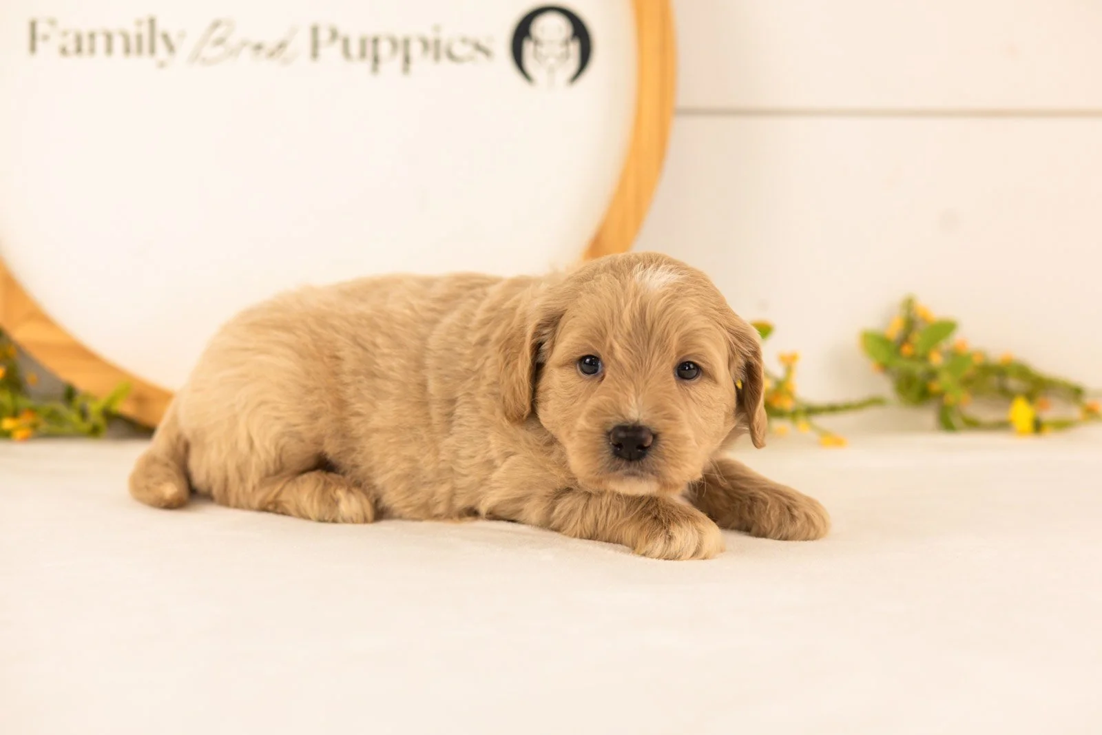 Bob goldendoodle for sale.jpg