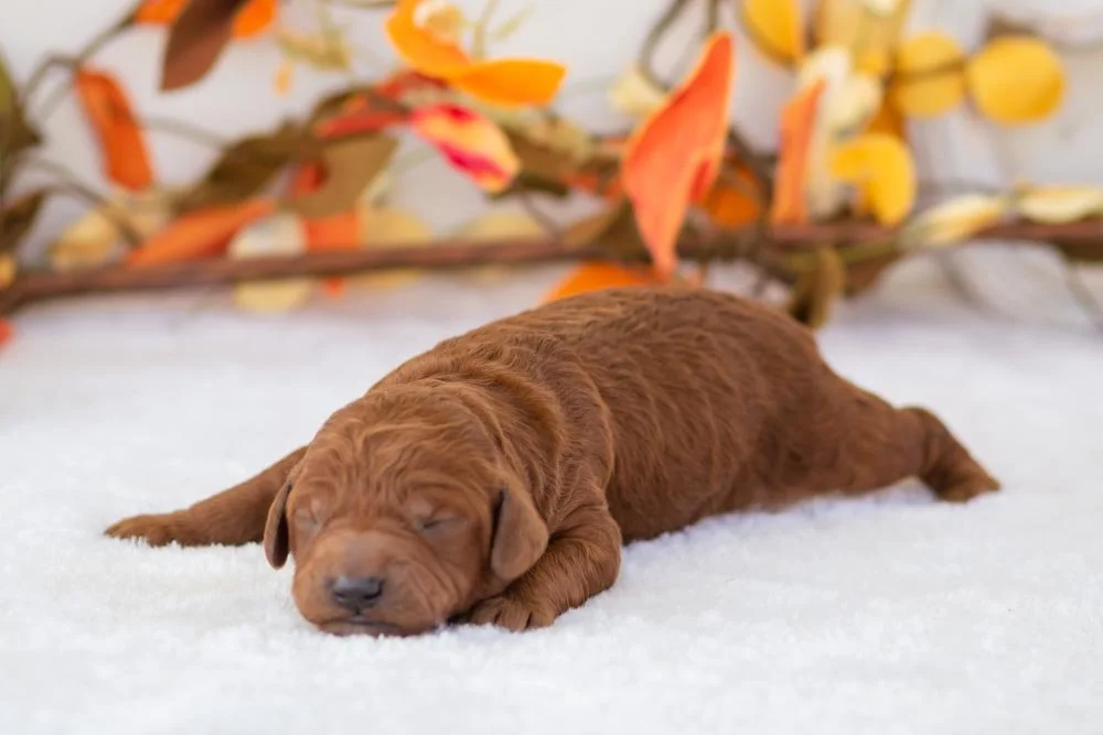 Colt goldendoodle for sale.jpg