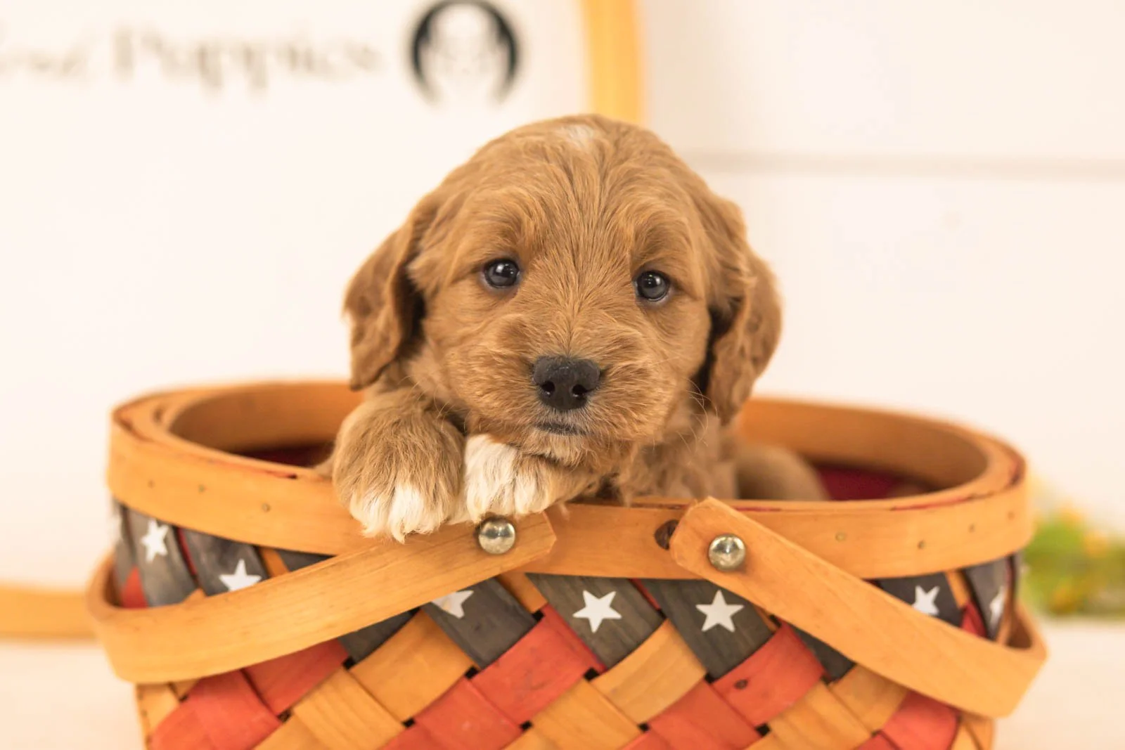 Odessa goldendoodle for sale(2).jpg