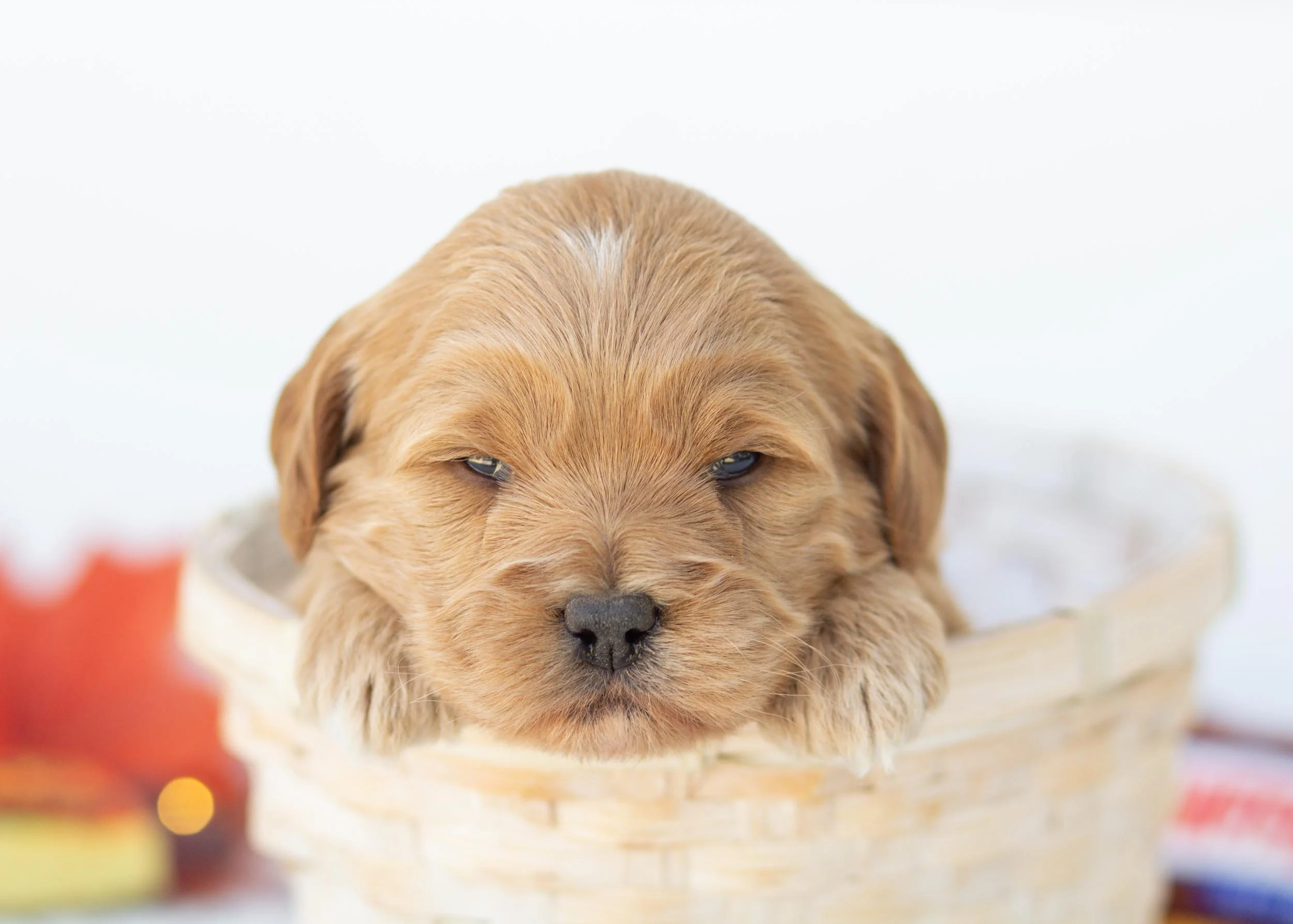 Reeses goldendoodle for sale.jpg