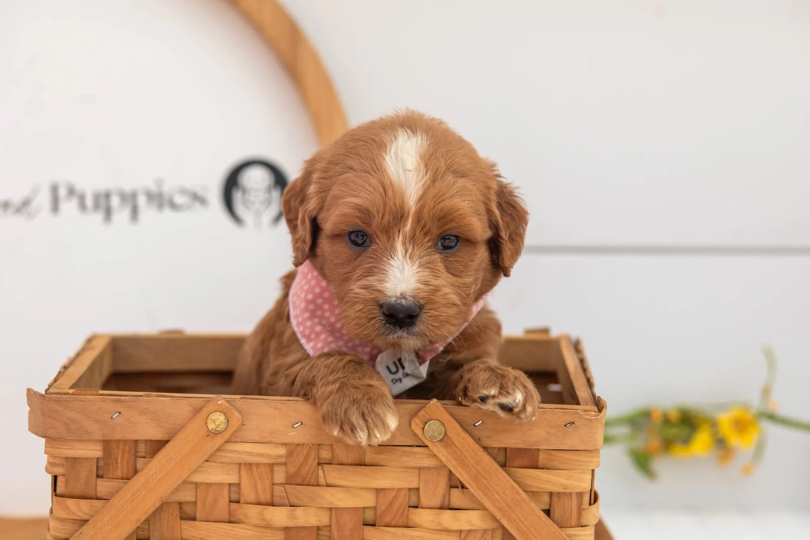 Oakley goldendoodle for sale(3).jpg