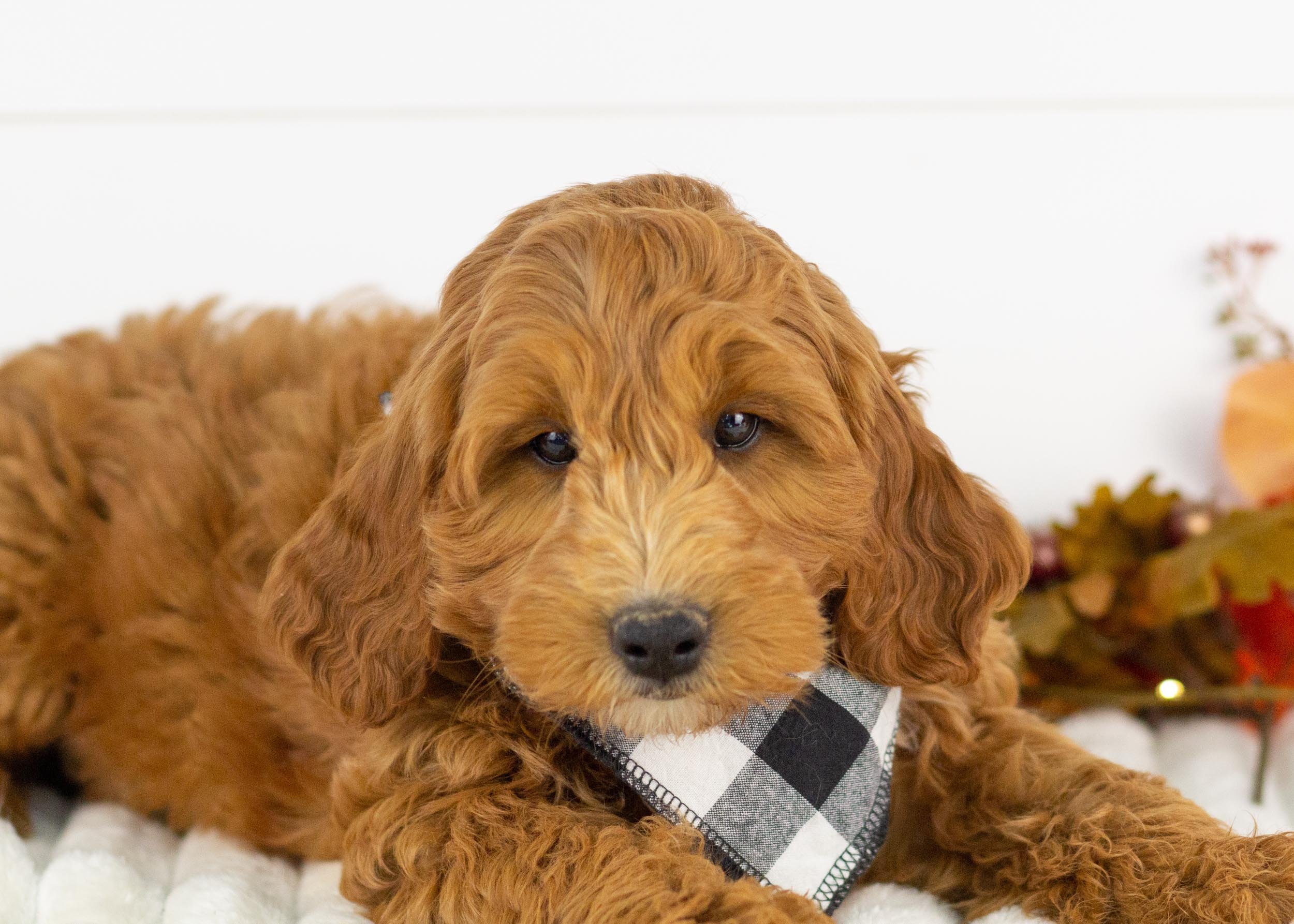 Landry goldendoodle for sale.jpg