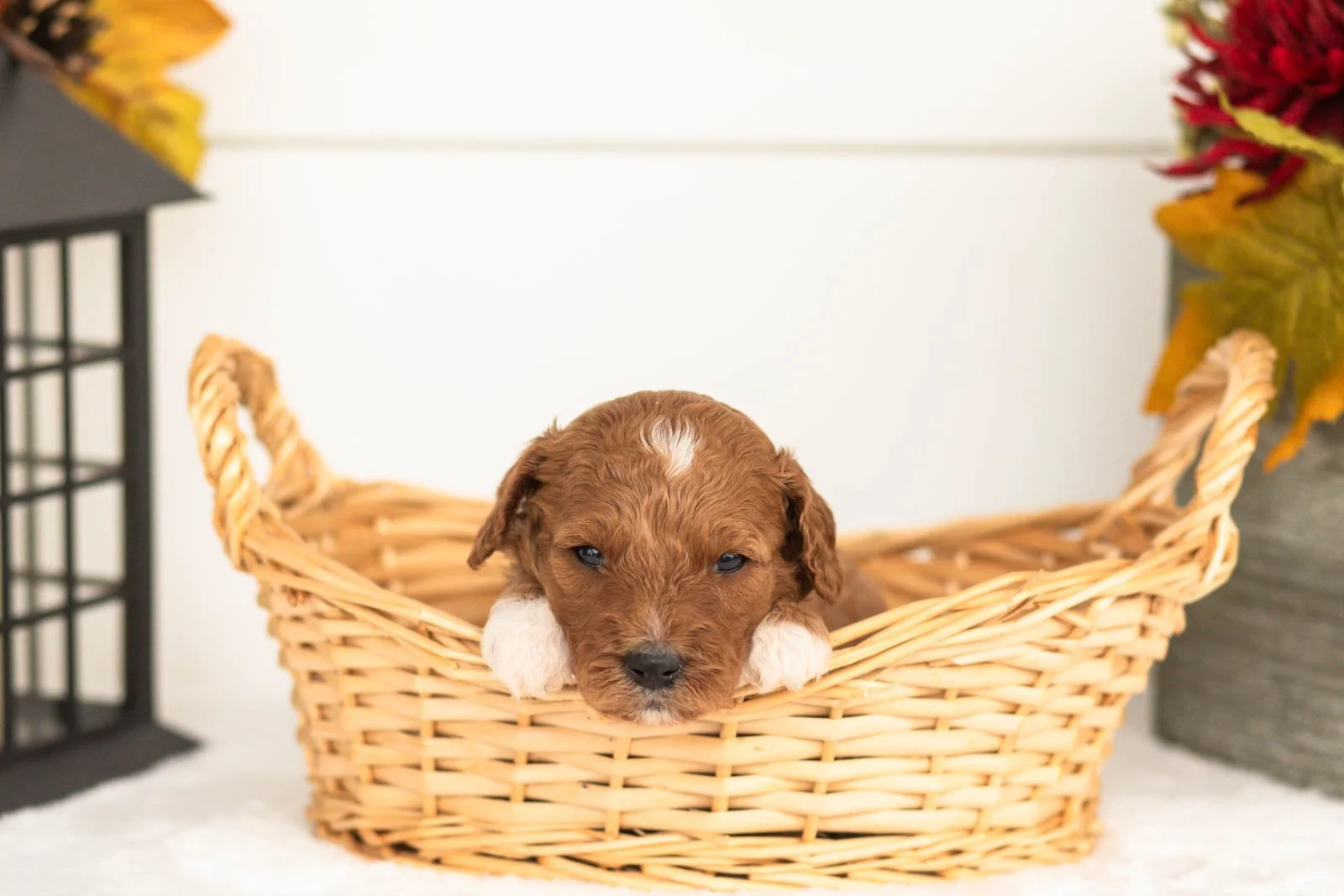 Juniper goldendoodle for sale(3).jpg
