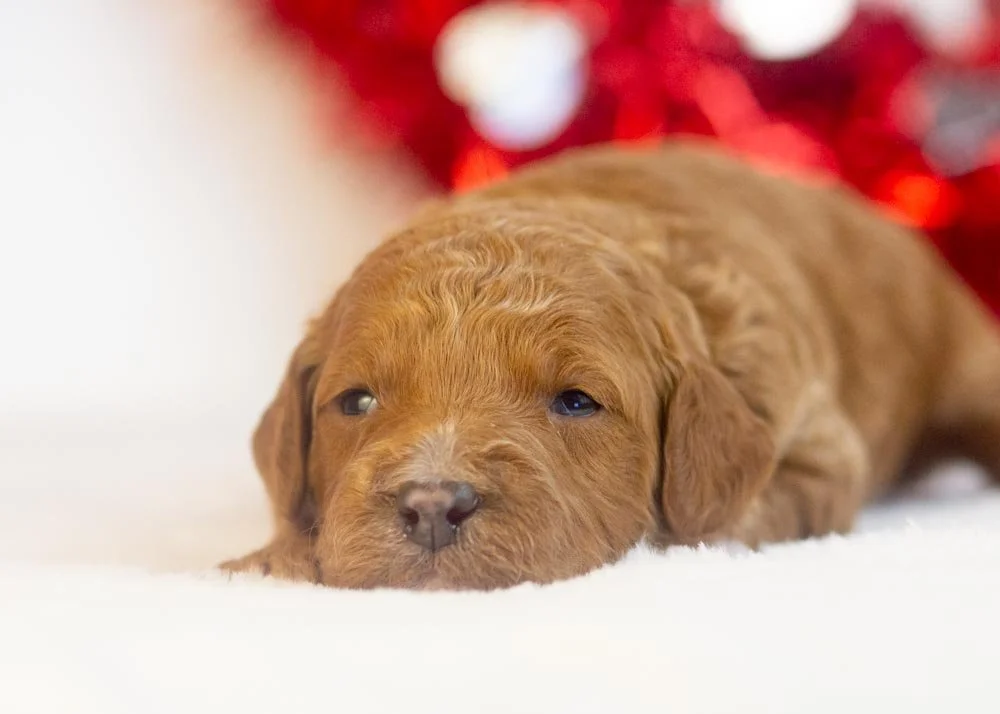 Ford goldendoodle for sale(2).jpg