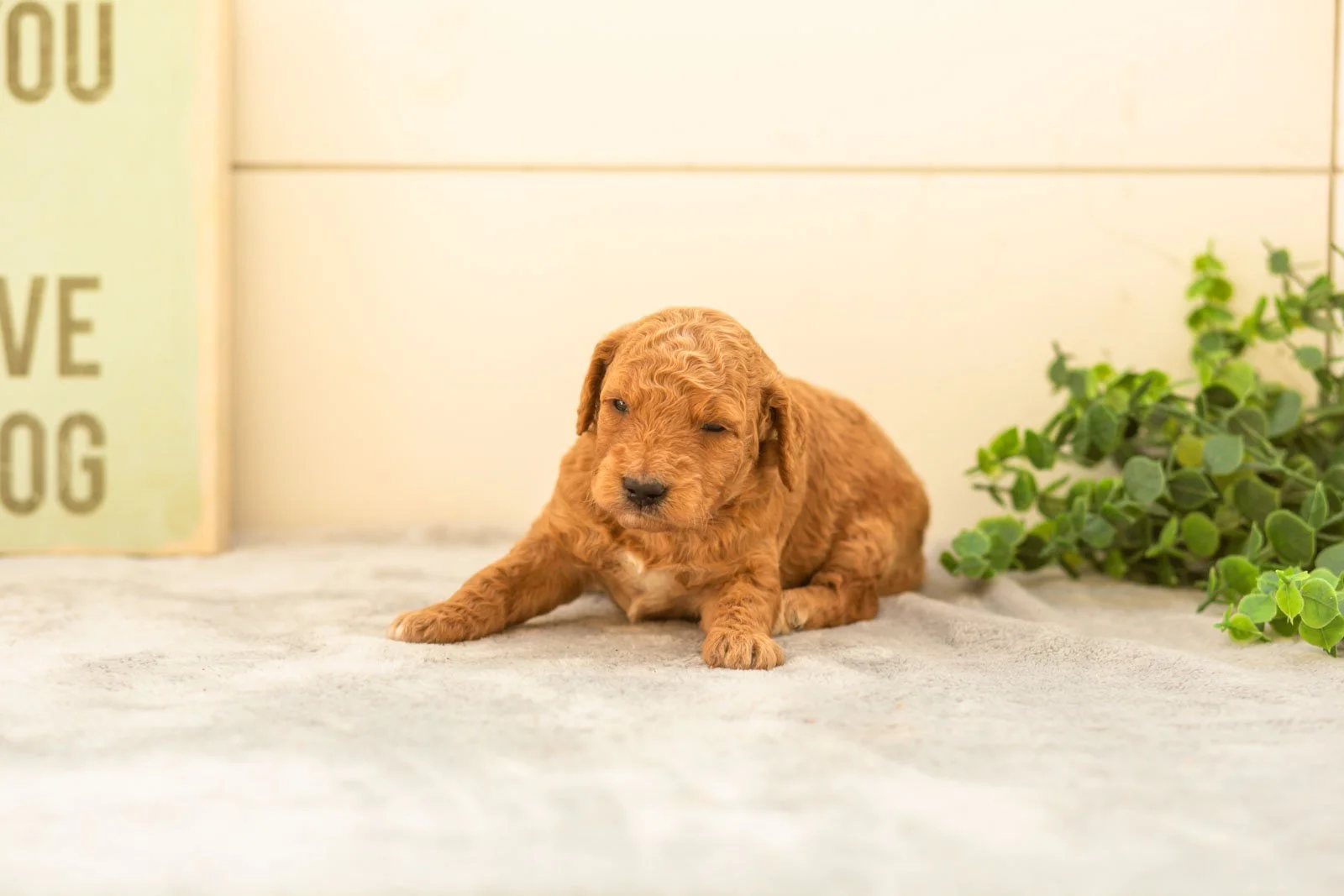 Matcha goldendoodle for sale(1).jpg