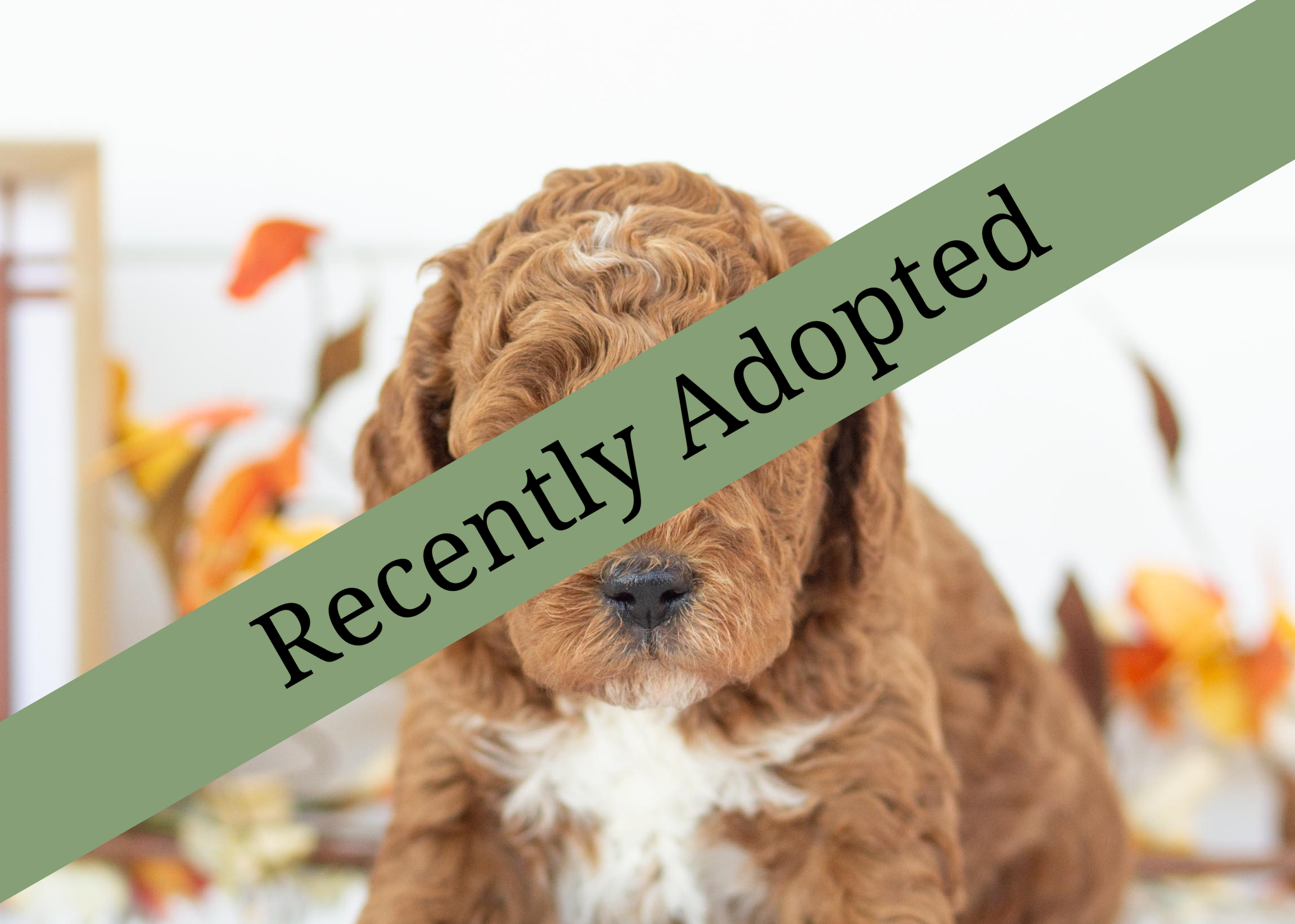 goldendoodle for sale