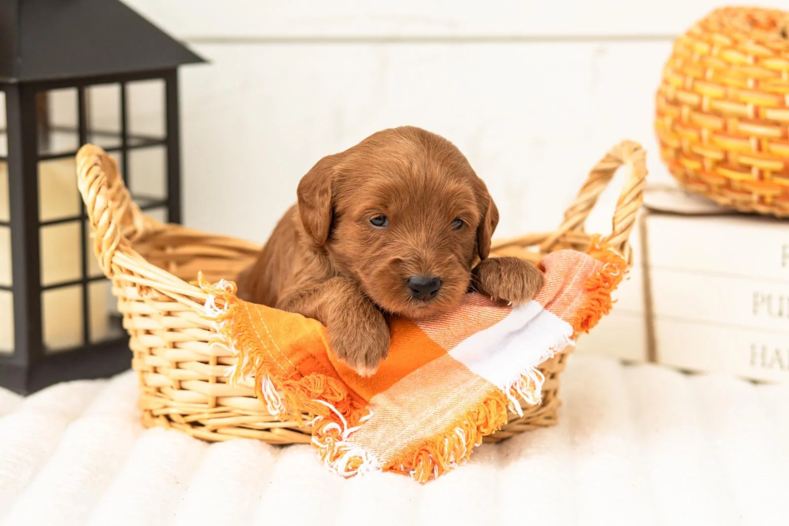 Blanche goldendoodle for sale 1.jpg