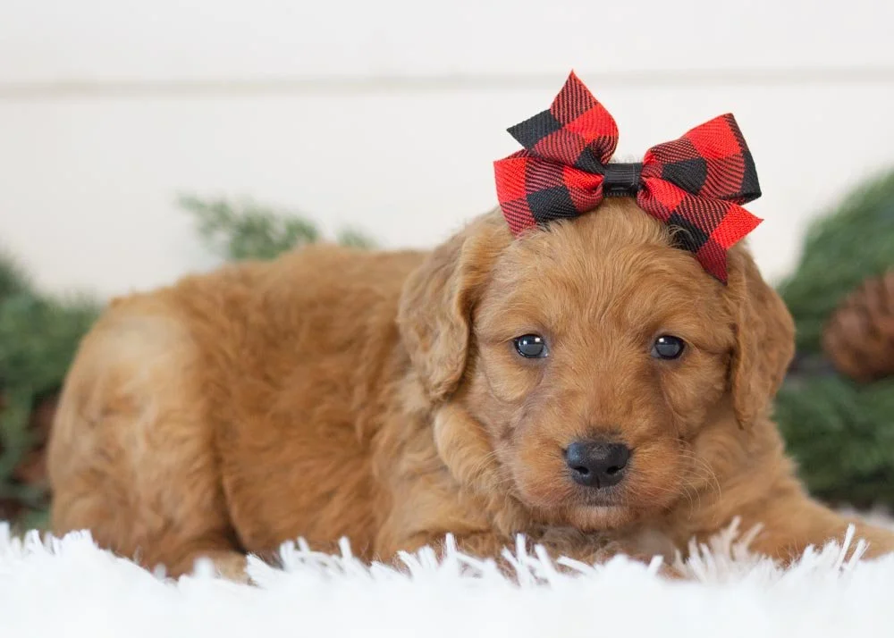 Peanut goldendoodle for sale(1).jpg