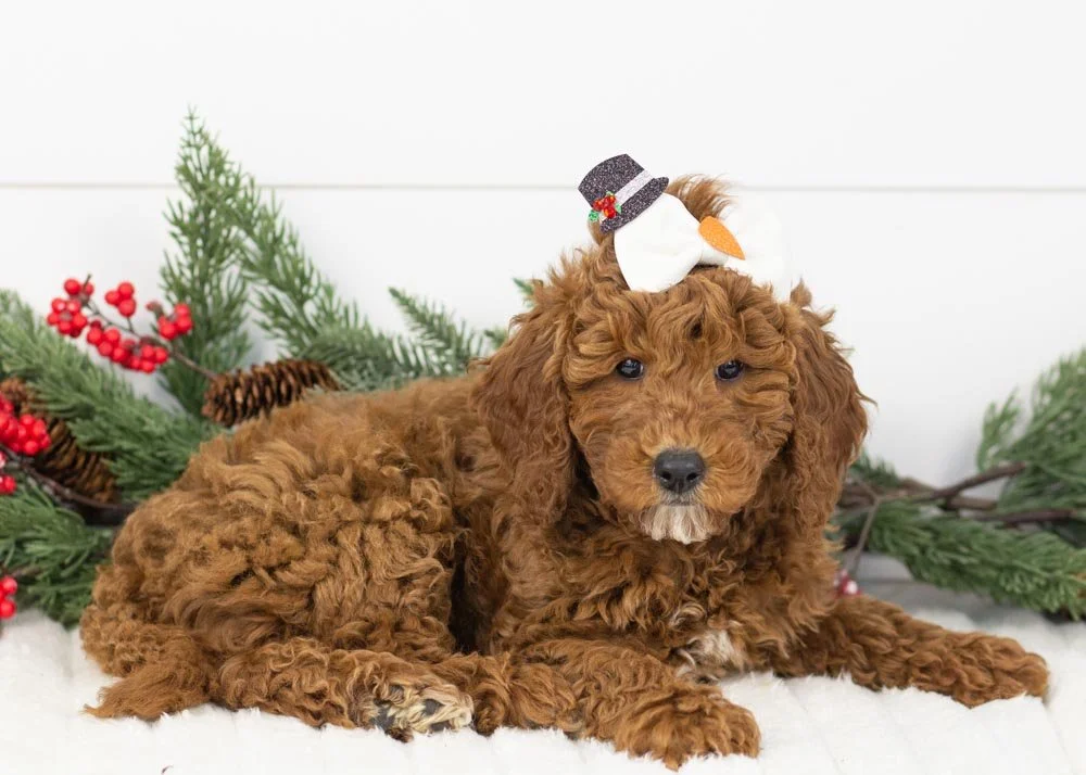 Capri goldendoodle for sale.jpg