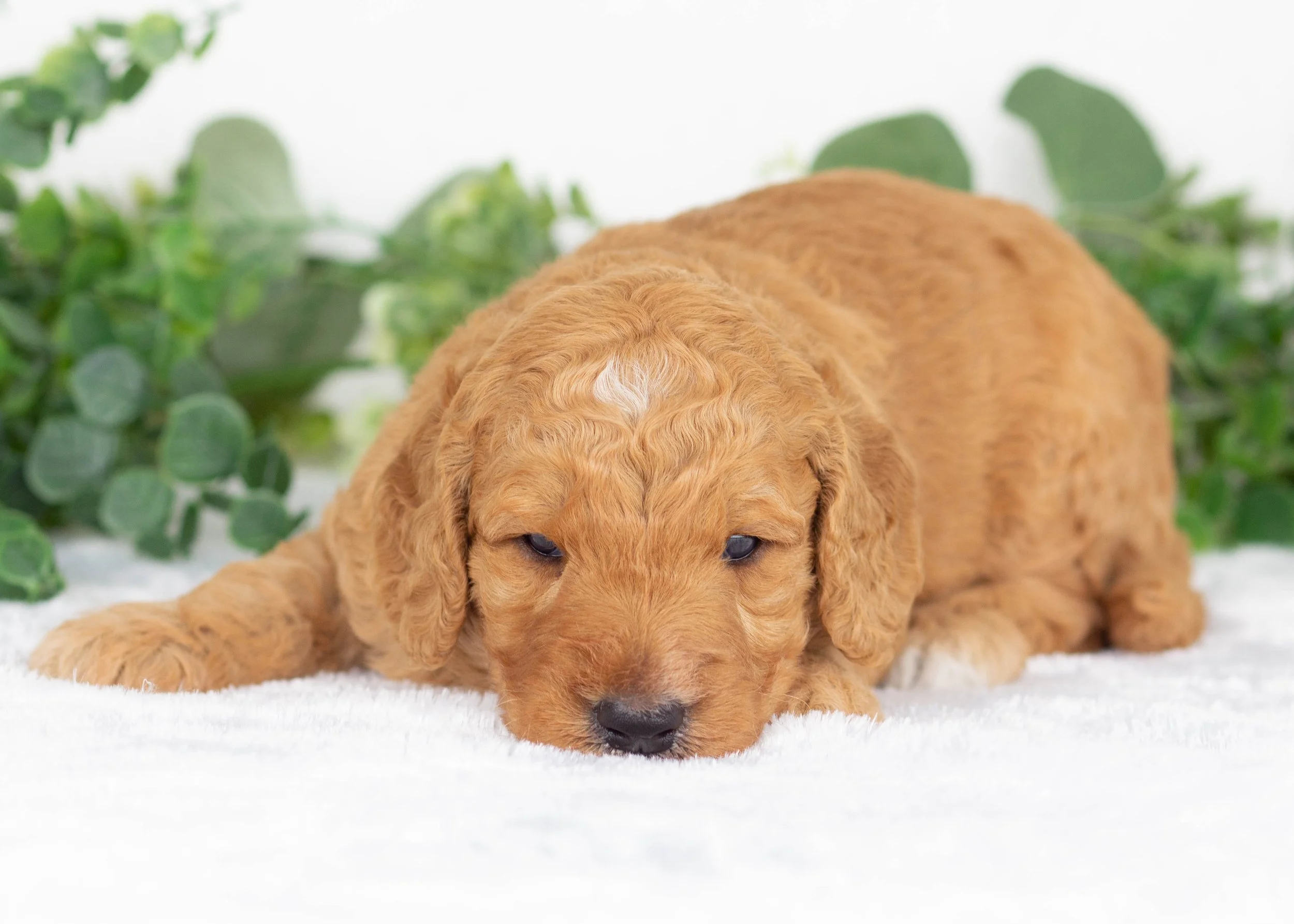 Tuffnut Goldendoodle for sale(1).jpg