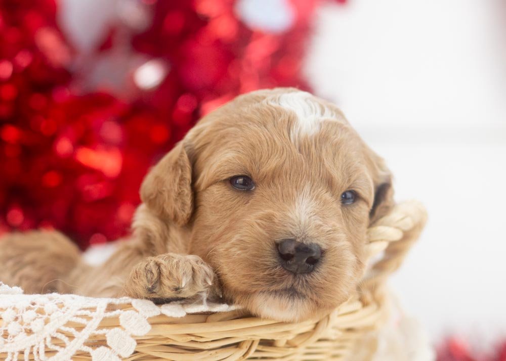 Heath goldendoodle for sale(1).jpg