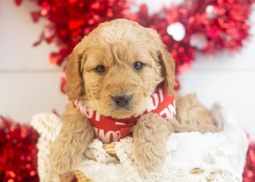 Peter goldendoodle for sale(2).jpg
