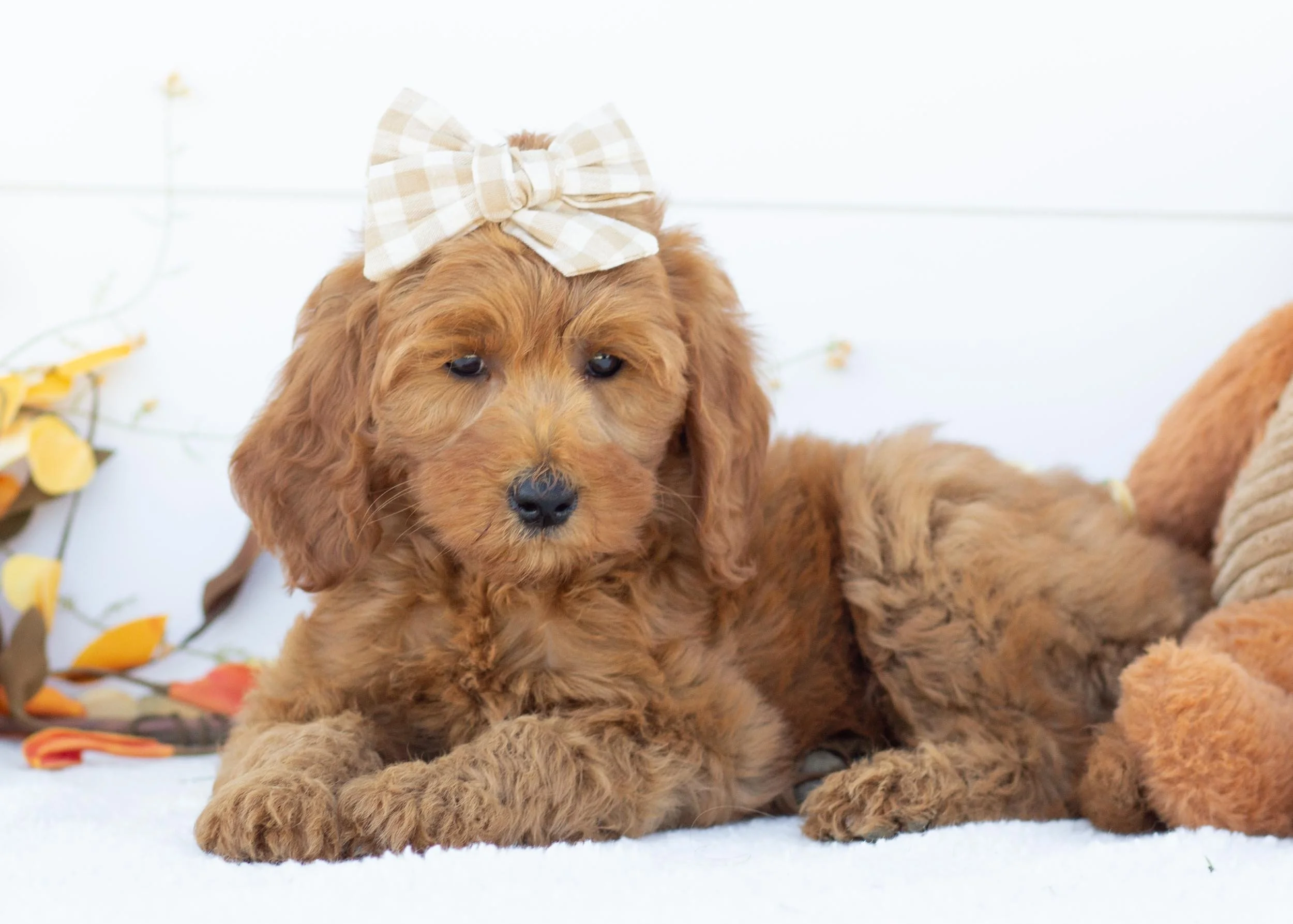 Tee goldendoodle for sale.jpg