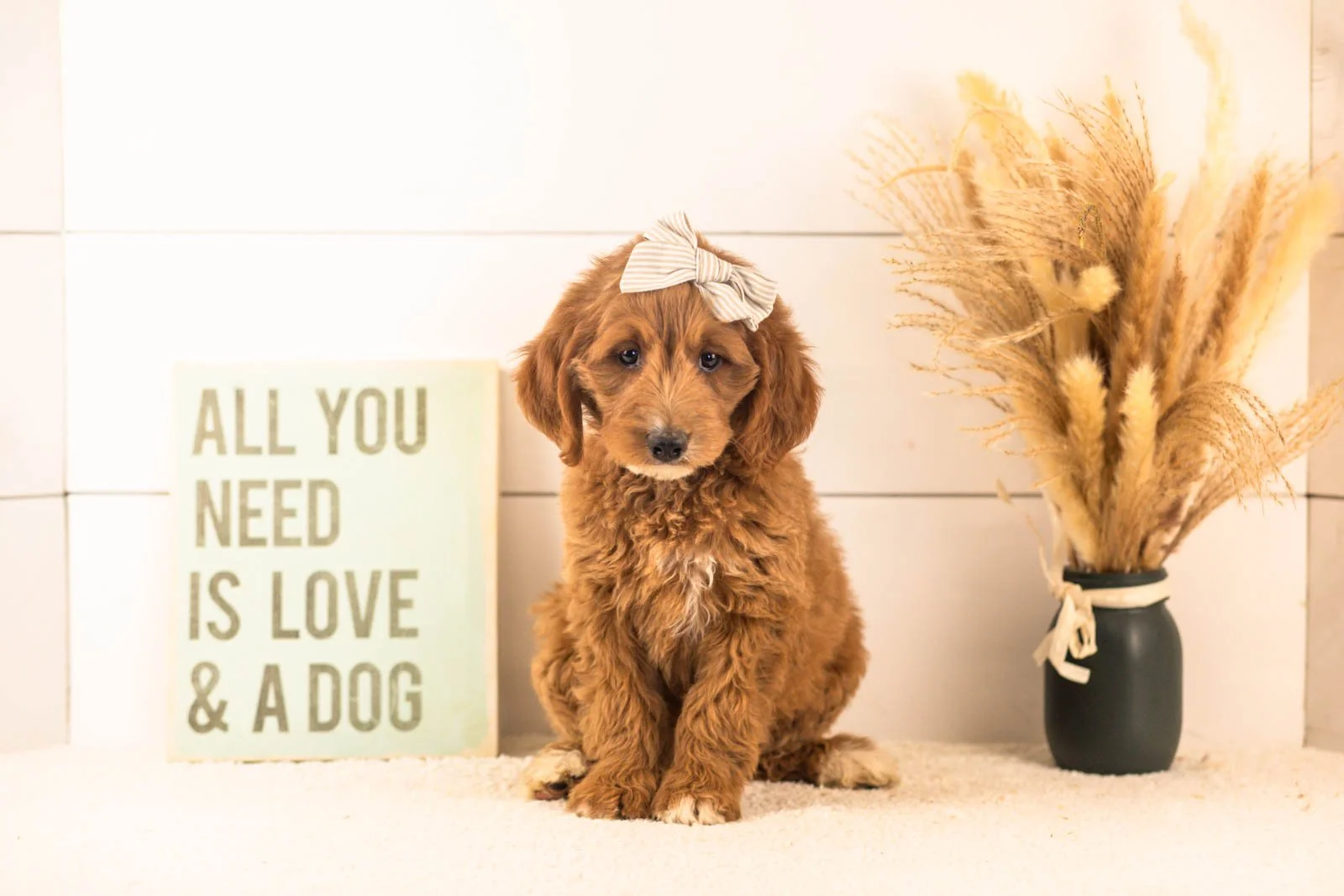 Ophelia goldendoodle for sale(4).jpg