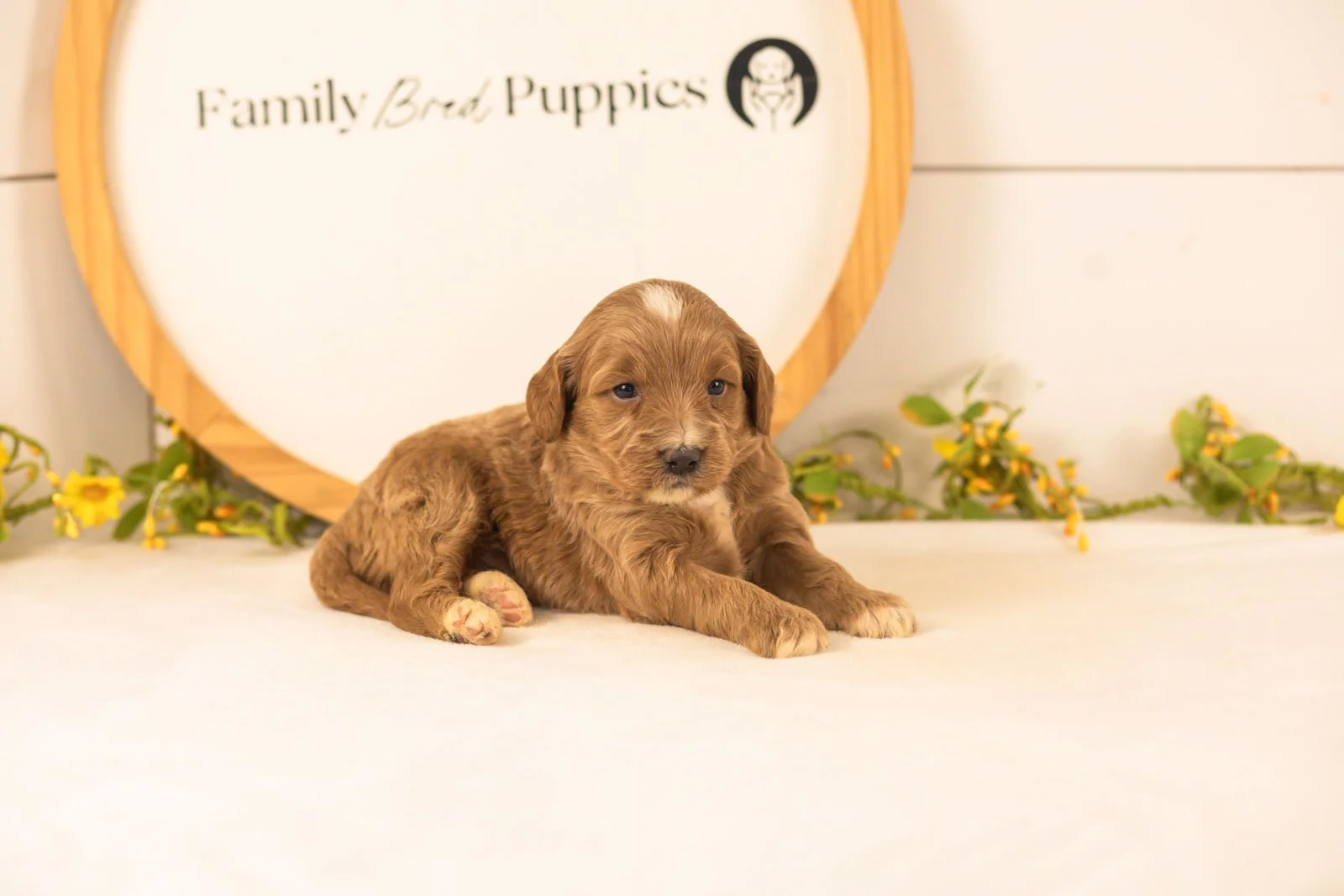 Veah goldendoodle for sale.jpg