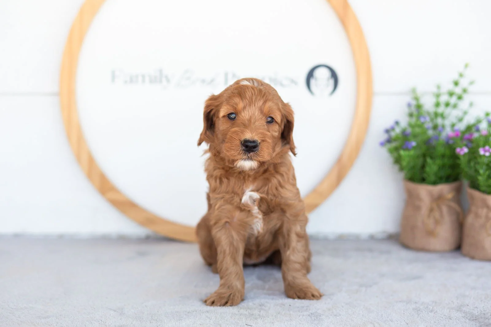 Angel goldendoodle for sale(2).jpg