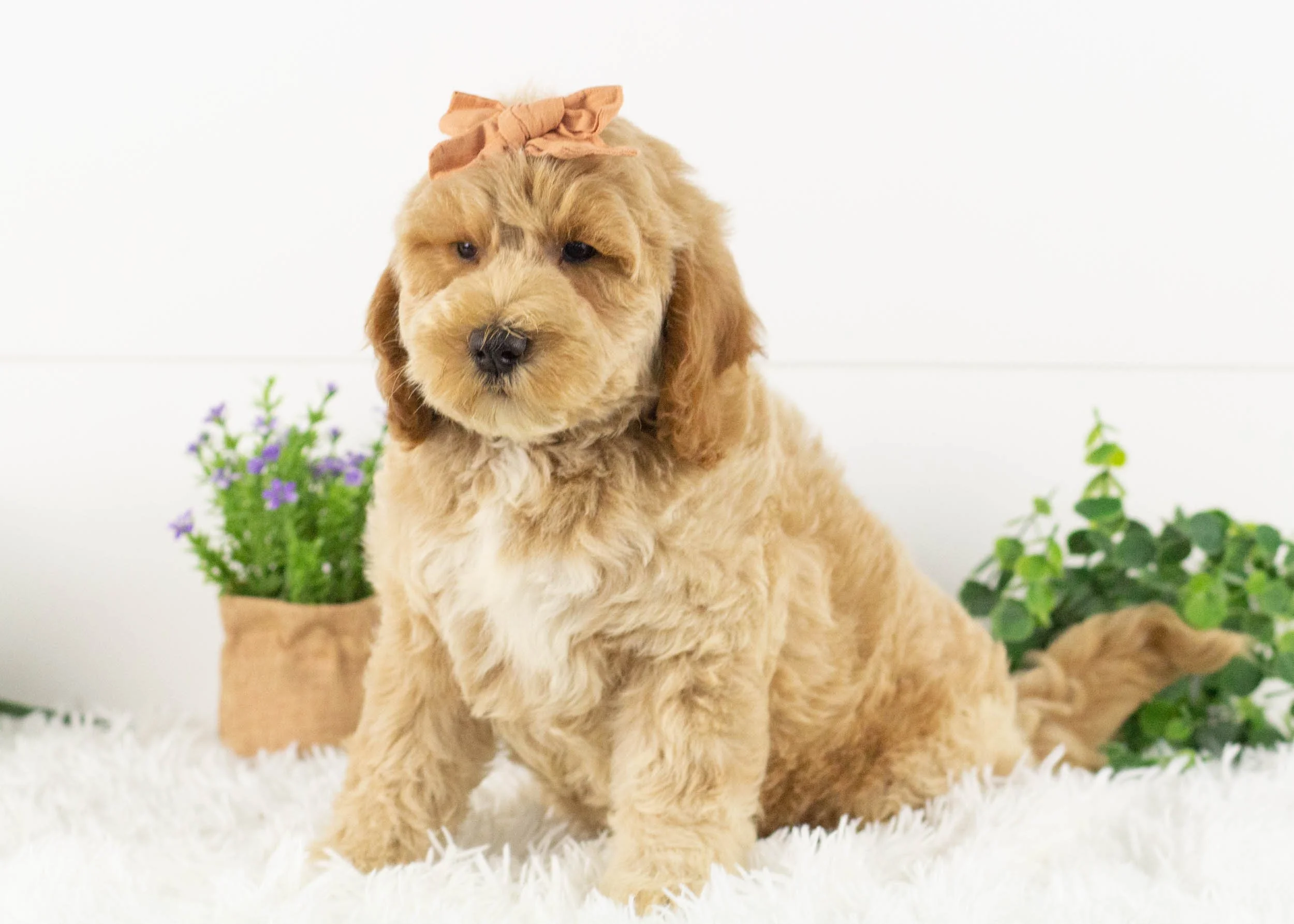 Latte Goldendoodle for sale.jpg