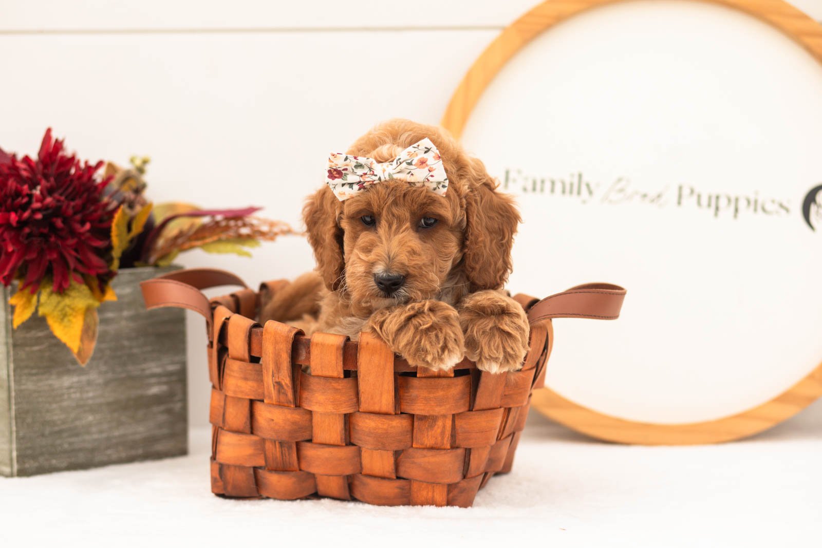 Flora goldendoodle for sale.jpg