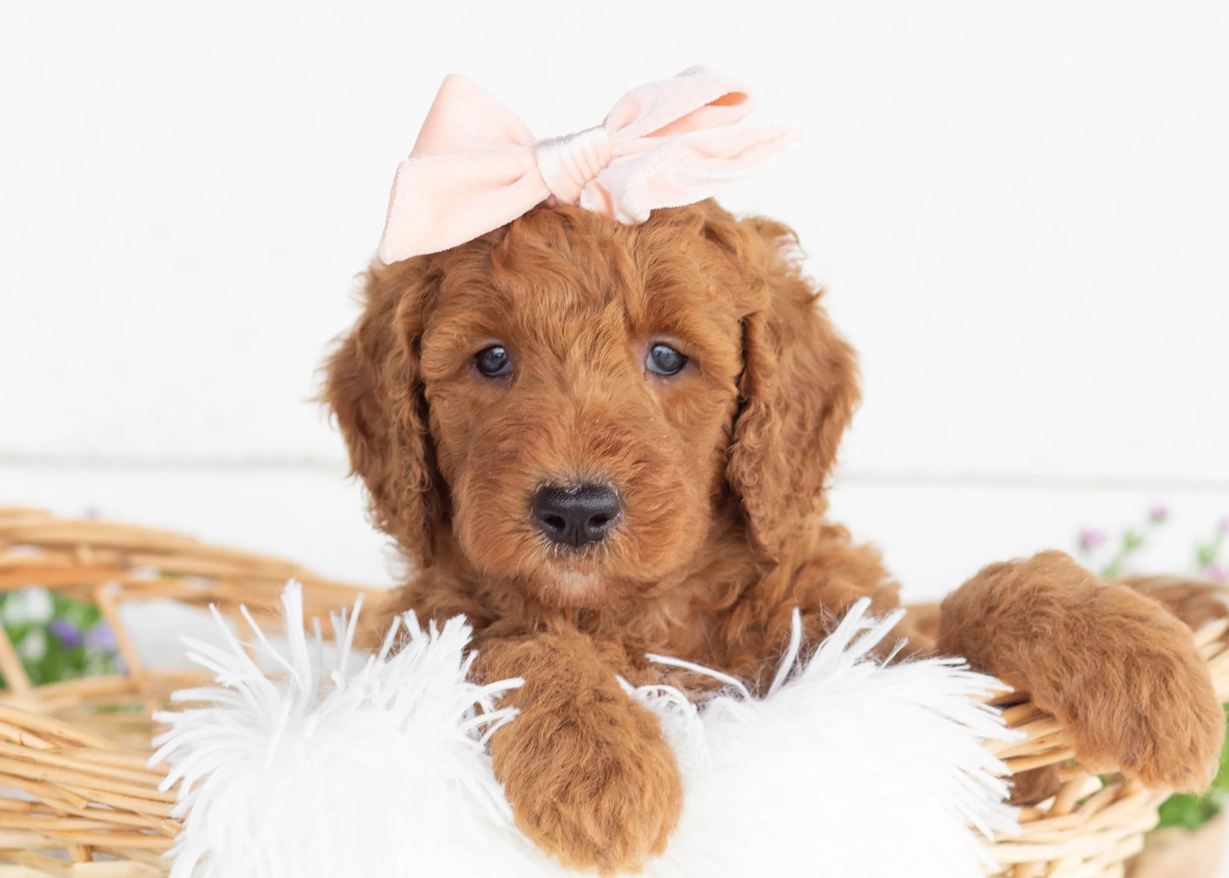 Astrid goldendoodle for sale.jpg