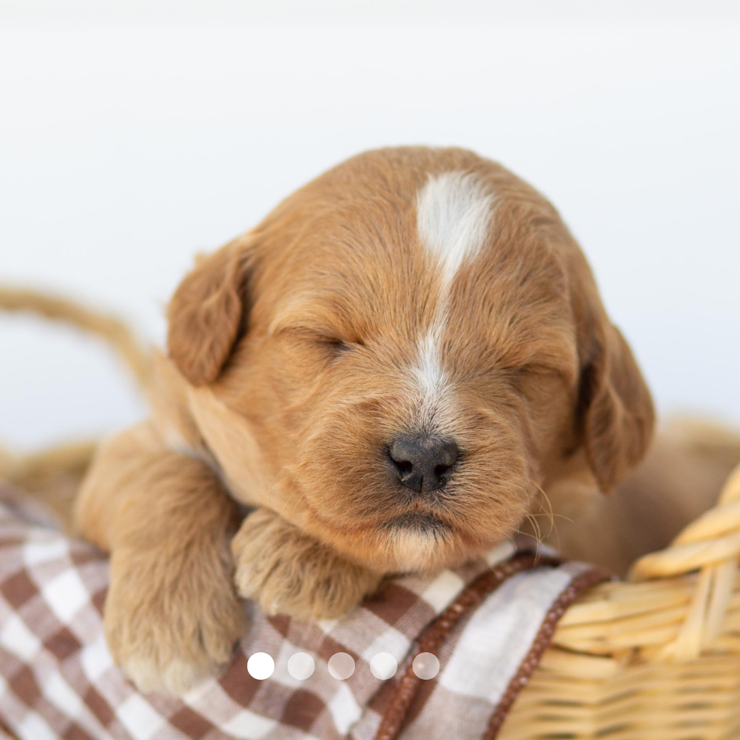 Copy of FBP Design.png