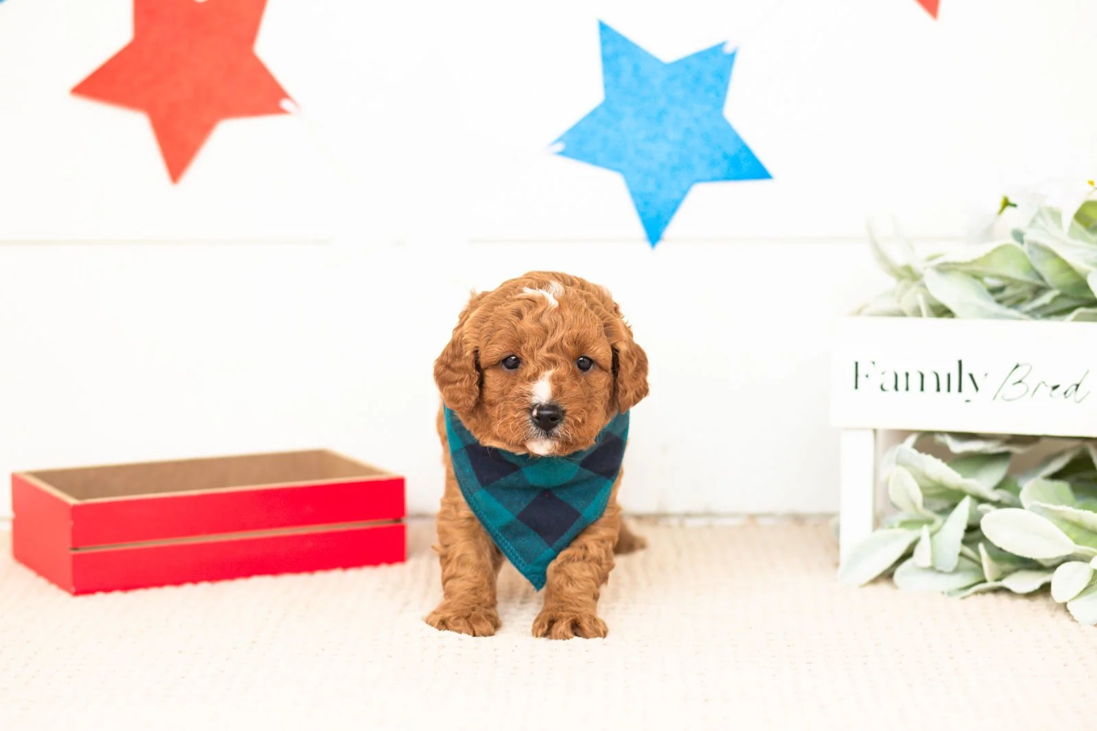 luke goldendoodle for sale(1).jpg