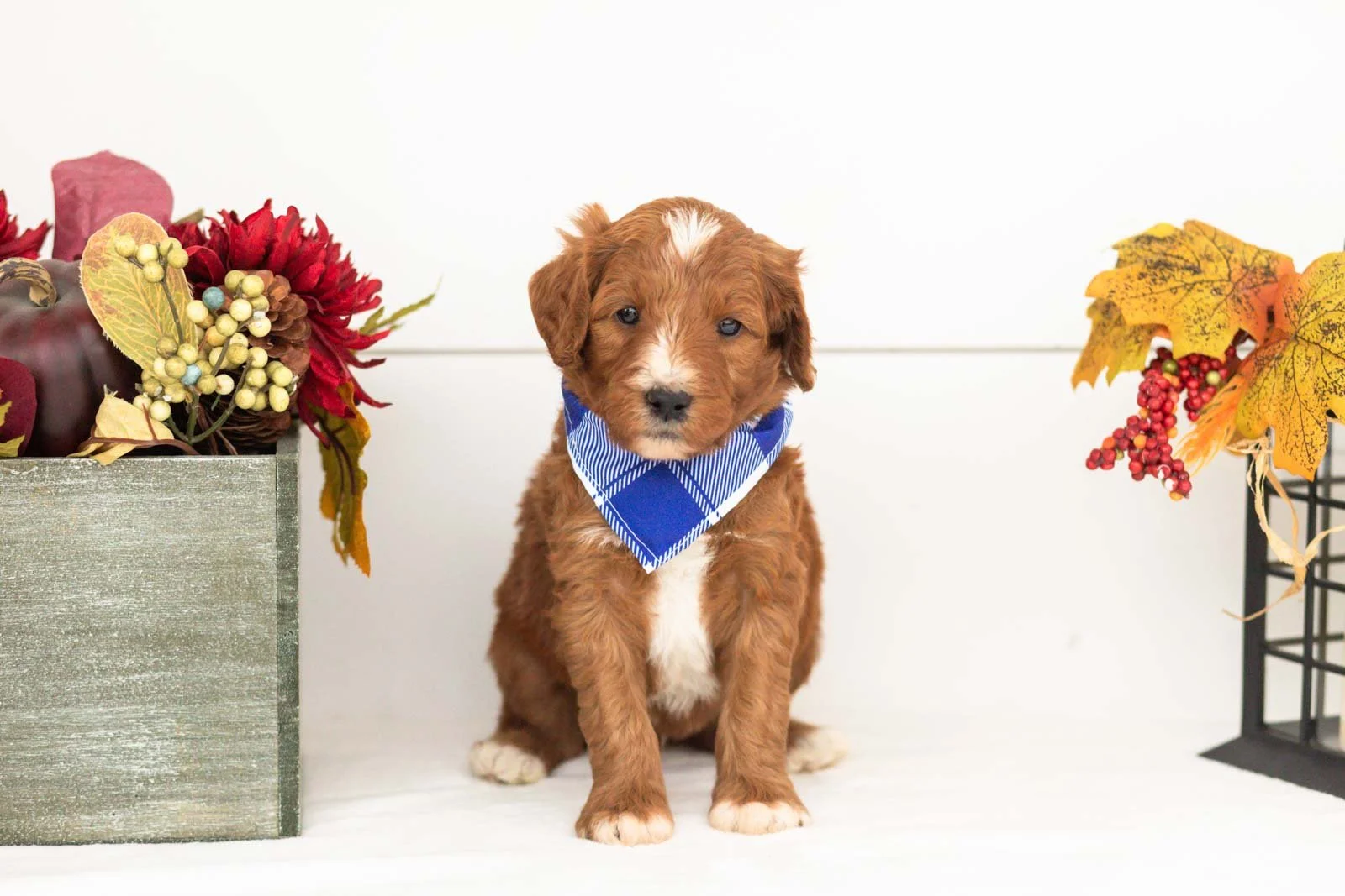 Tigger goldendoodle for sale(3).jpg