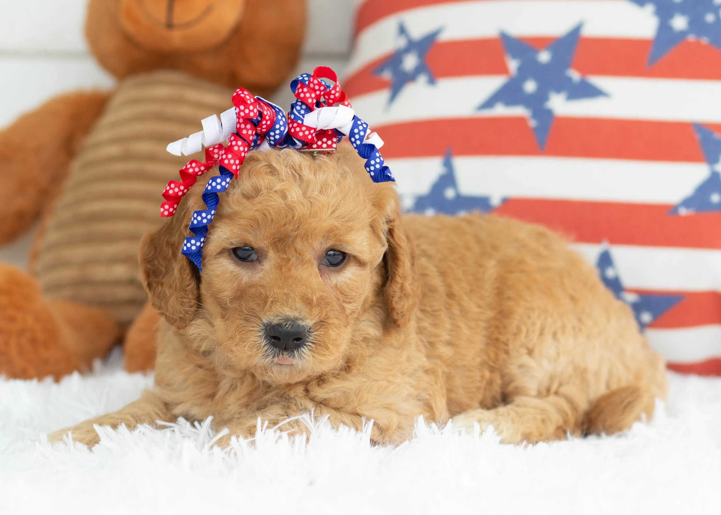 Cheeto Goldendoodle For Sale(2).jpg