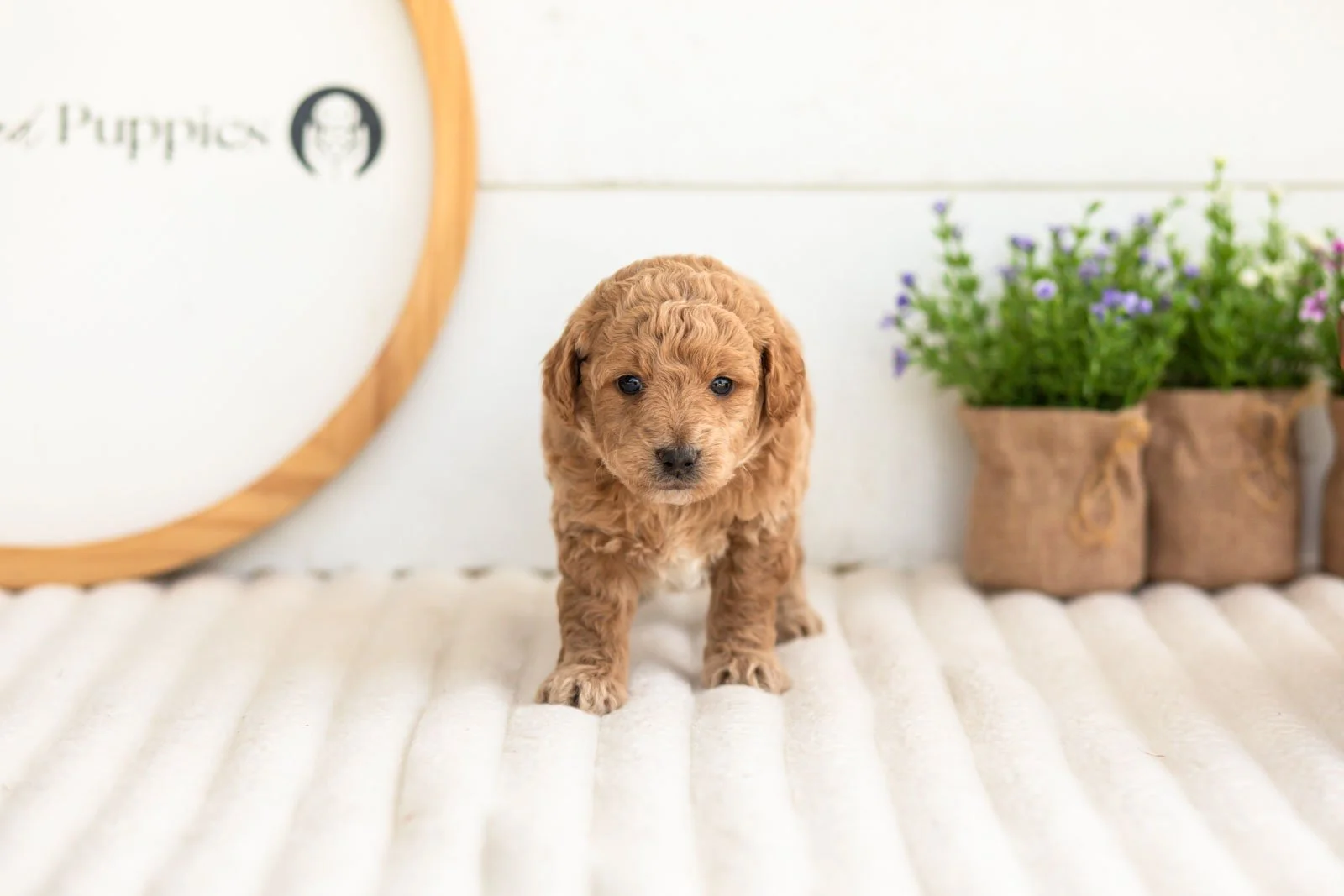 Fin goldendoodle for sale(2).jpg