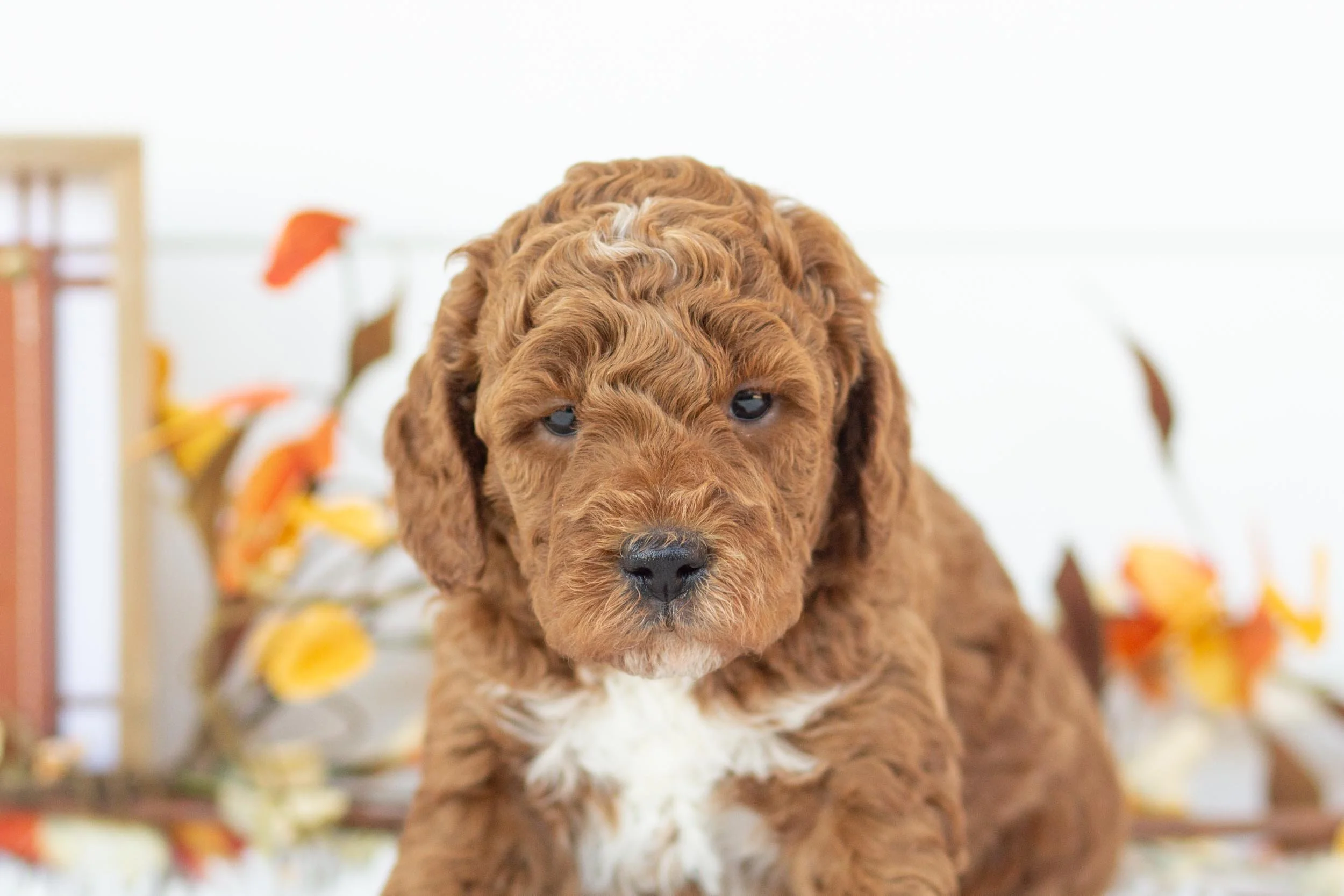 Trouser goldendoodle for sale.jpg