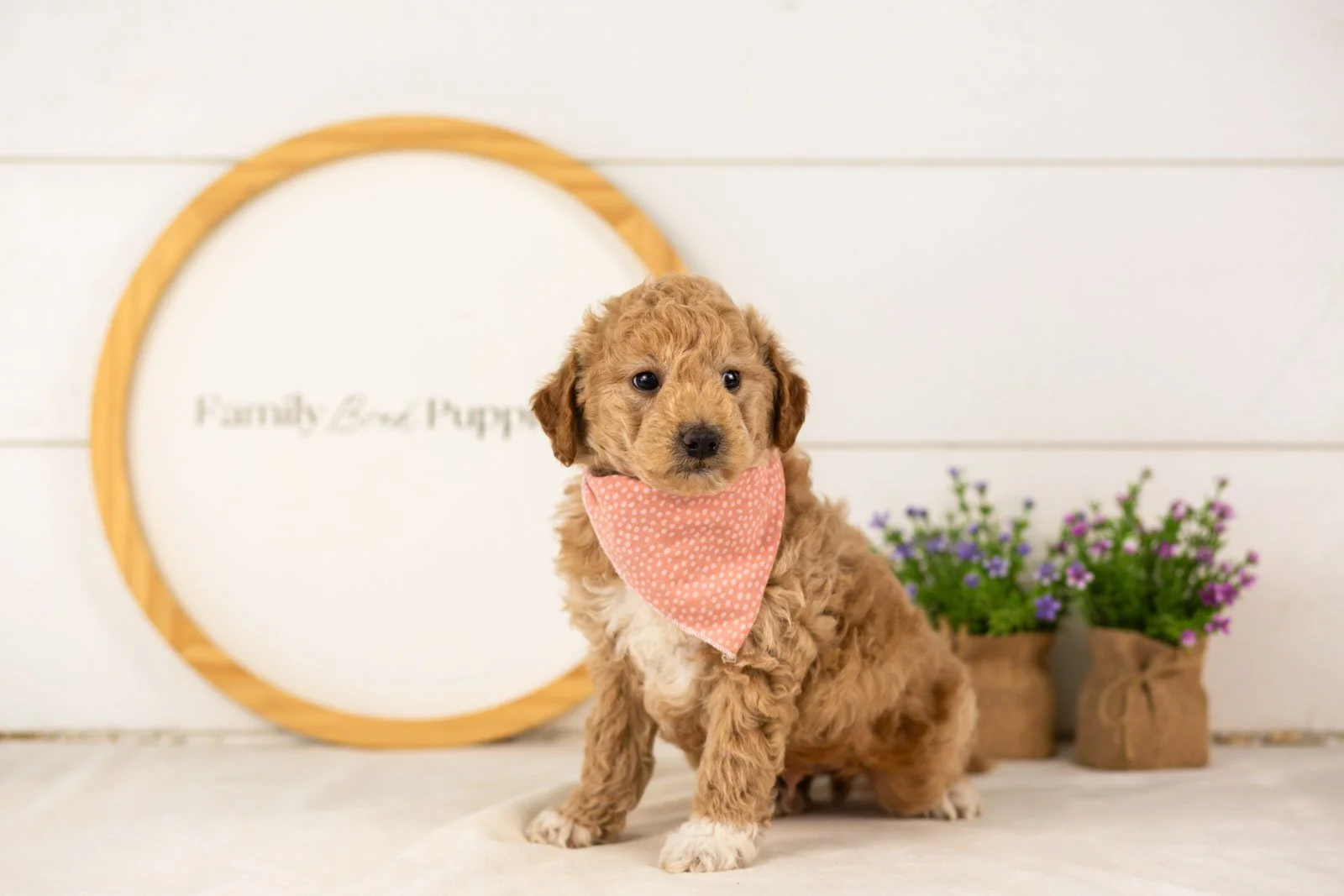 Caleb goldendoodle for sale(1).jpg