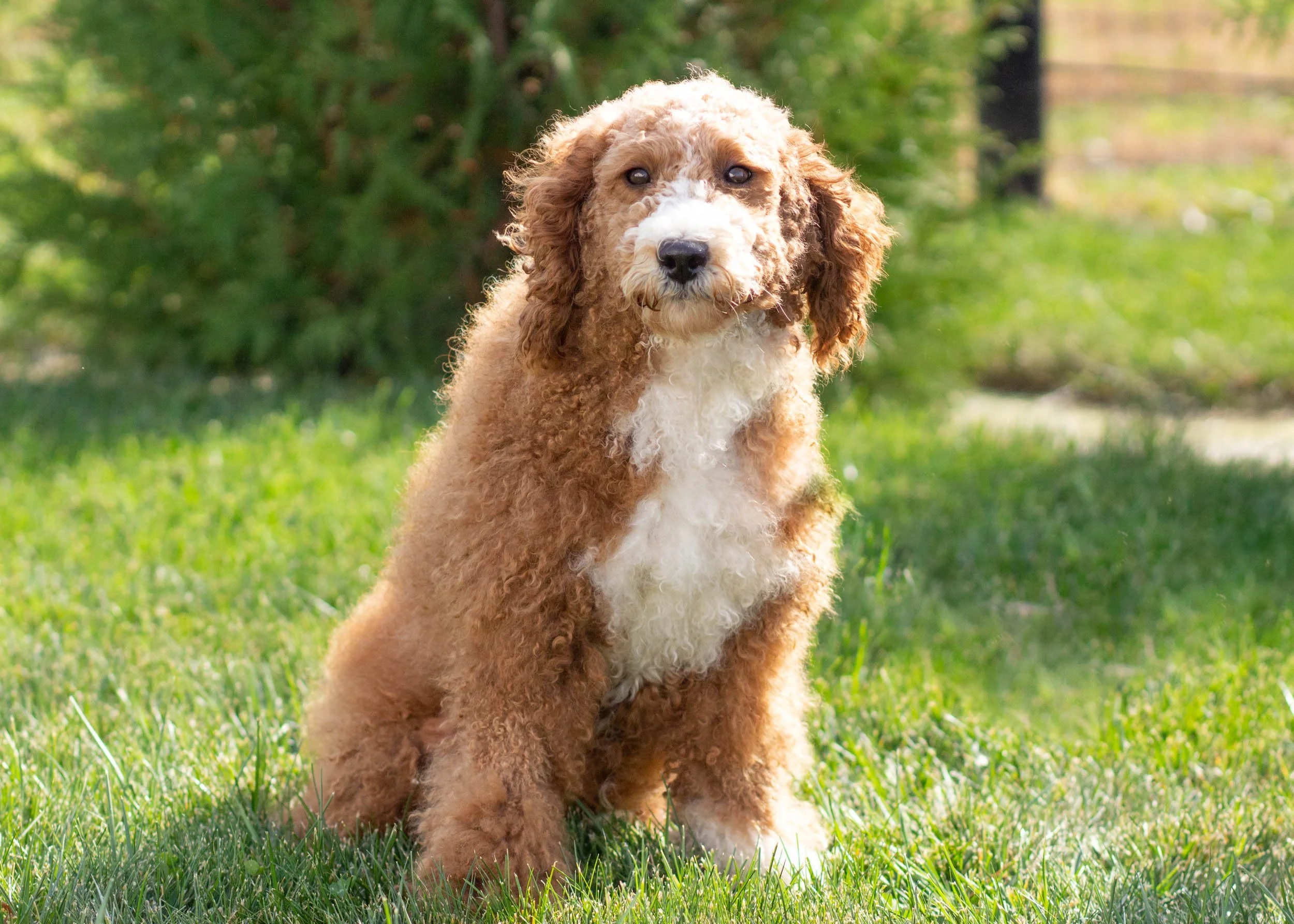 mom goldendoodle