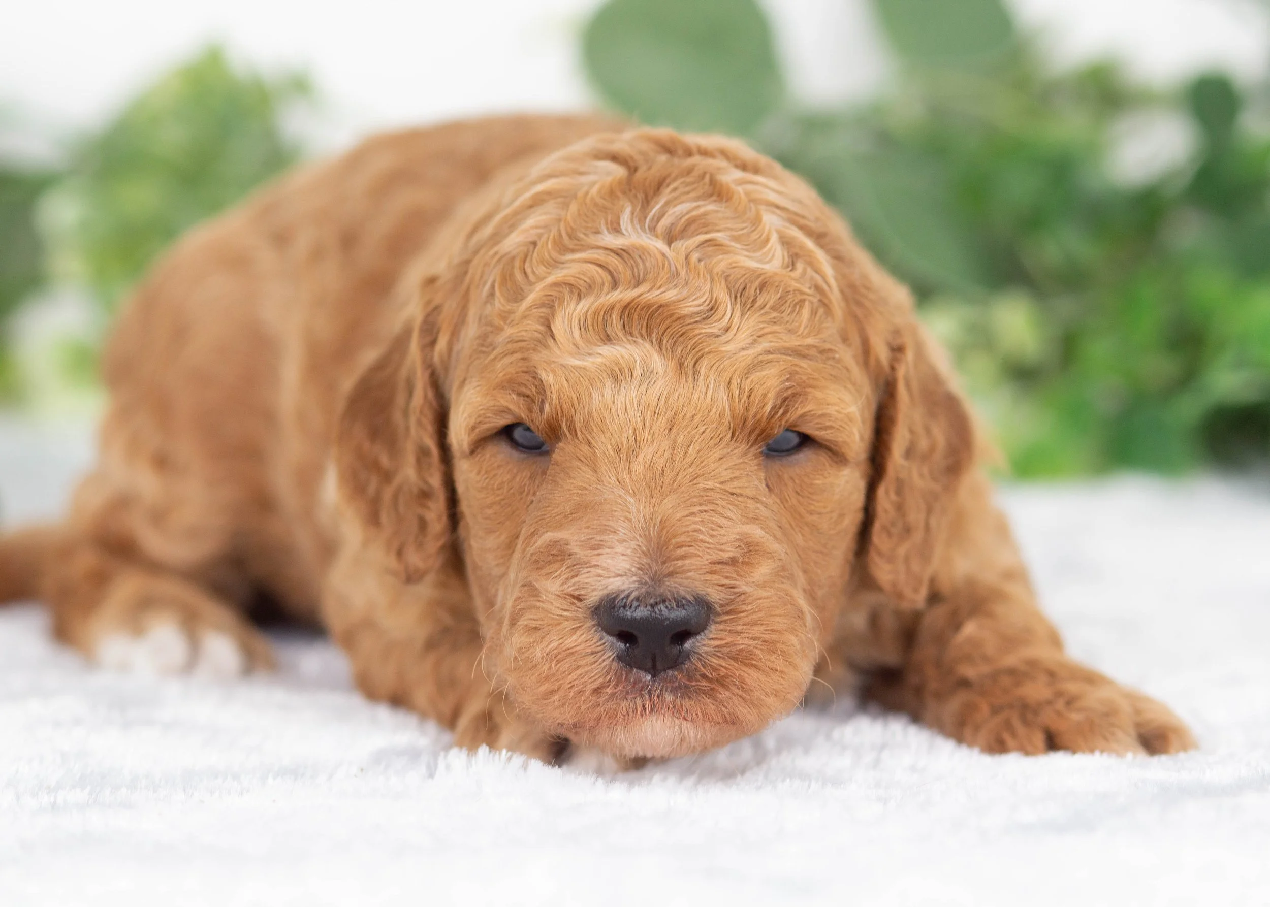 Gobber Goldendoodle for sale(1).jpg