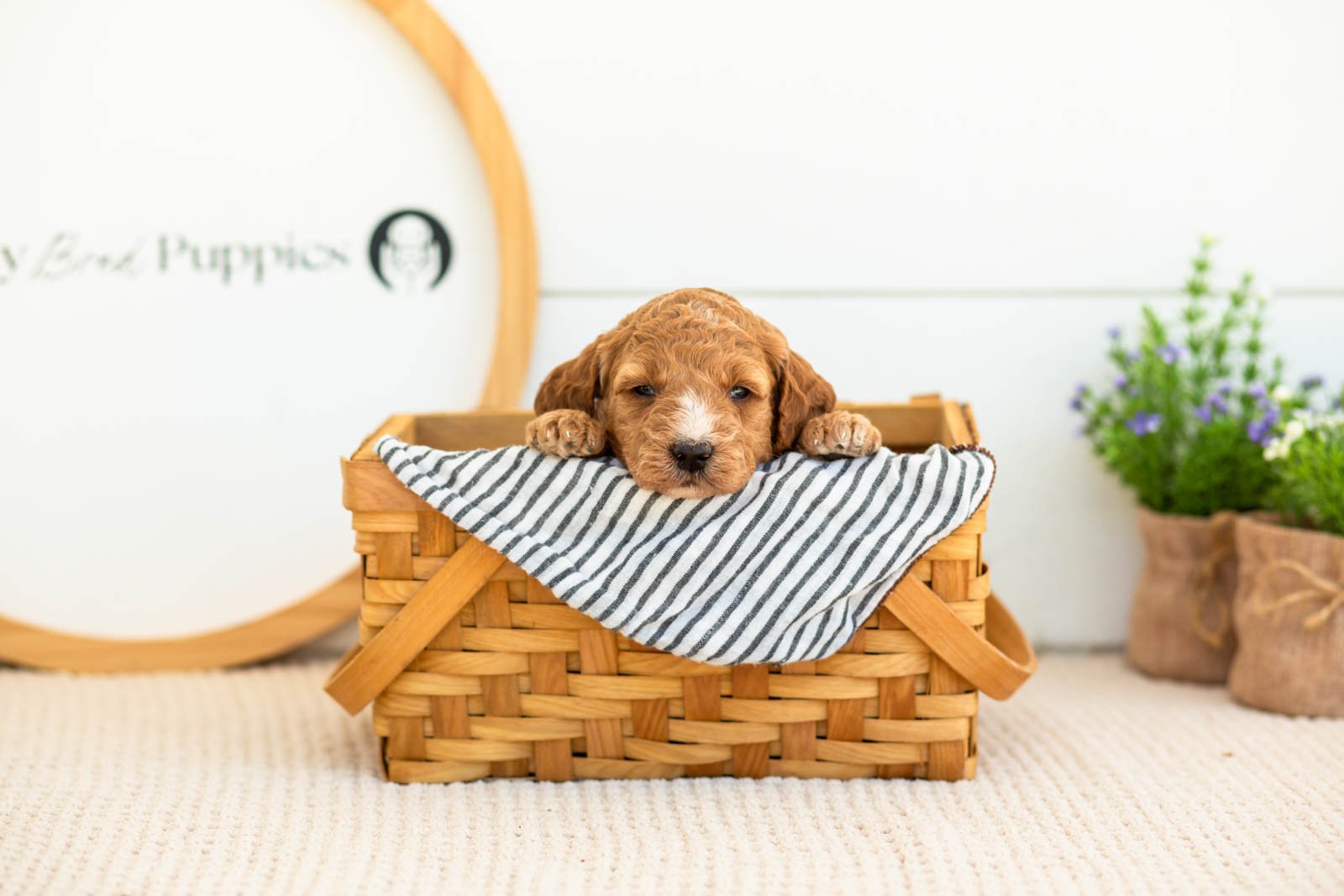 Misty golendoodle for sale(4).jpg