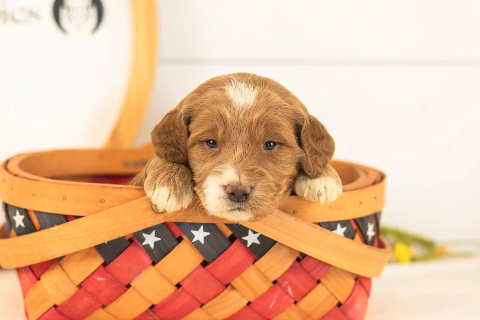 Marley goldendoodle for sale(3).jpg