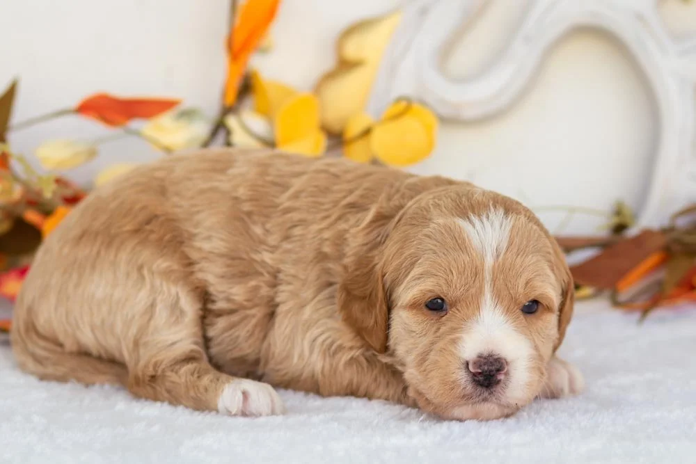 cranberry goldendoodle for sale(3).jpg