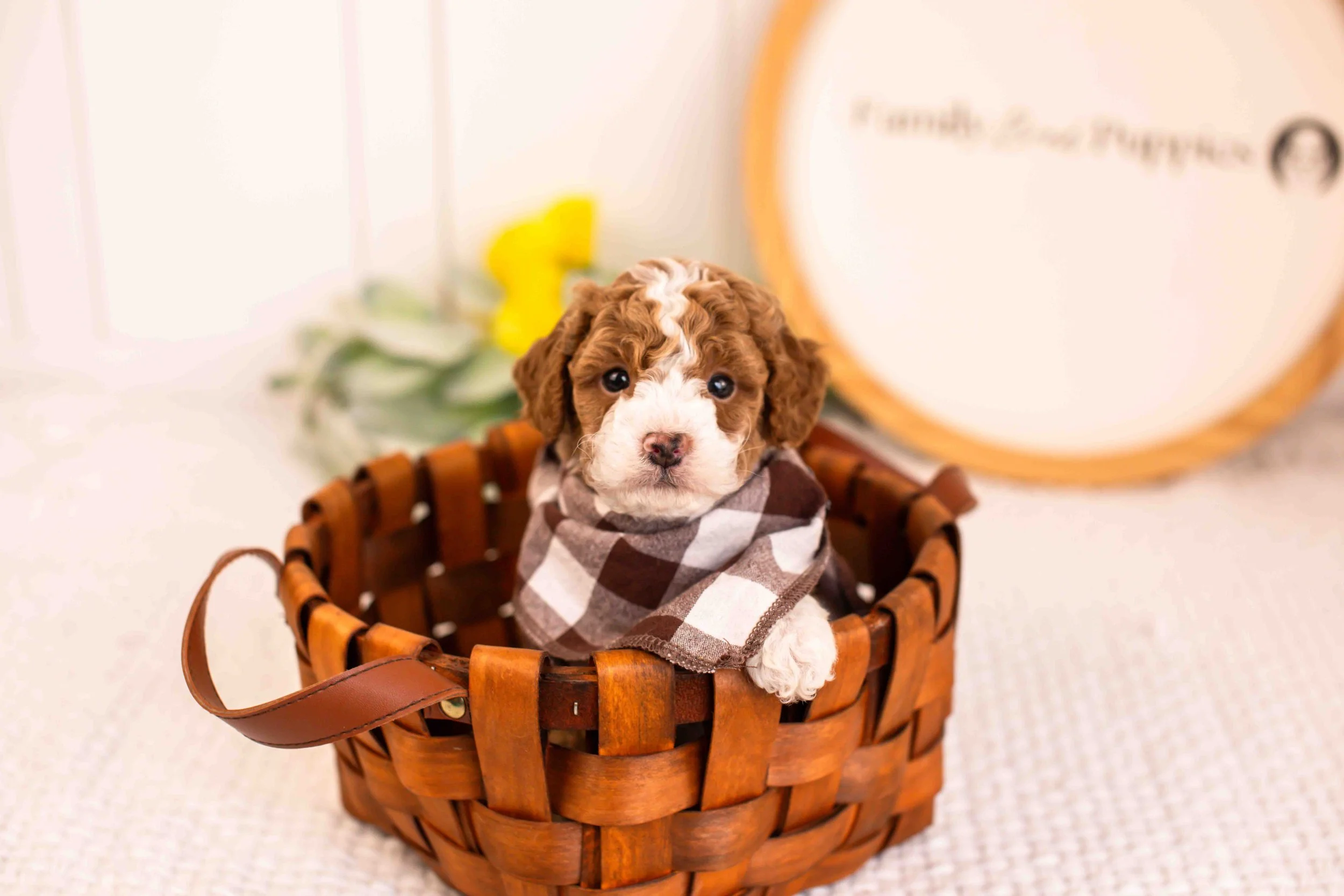 maddox goldendoodle for sale(3).jpg