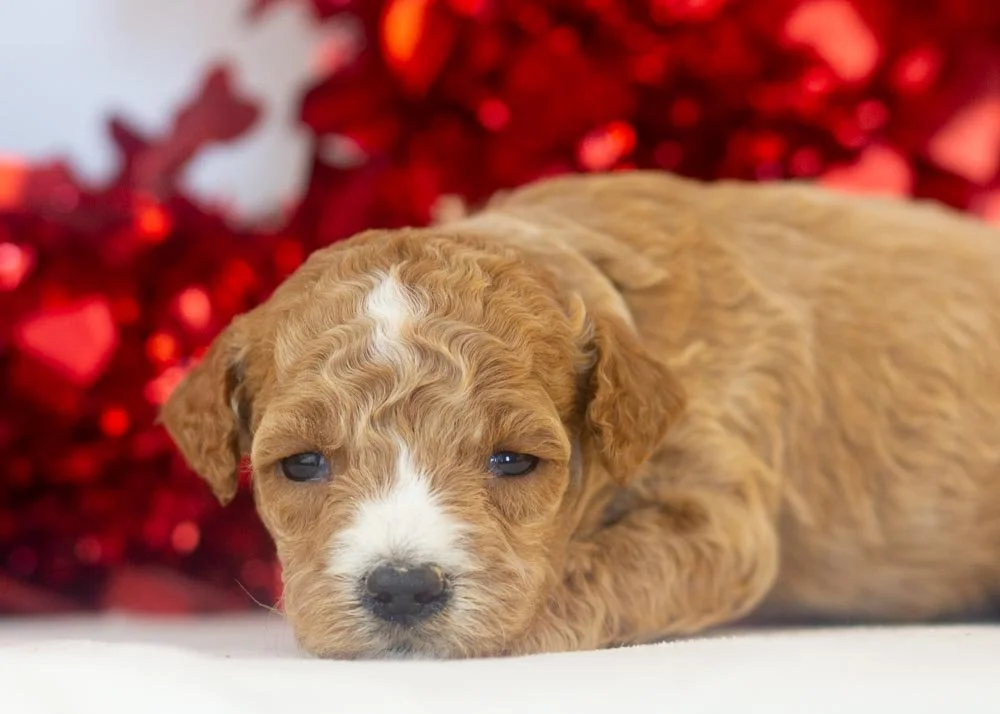 Cherry goldendoodle for sale(3).jpg