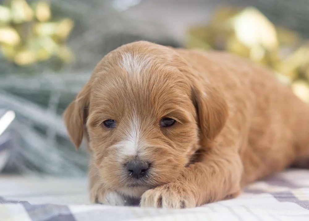 Sydney goldendoodle for sale(1).jpg