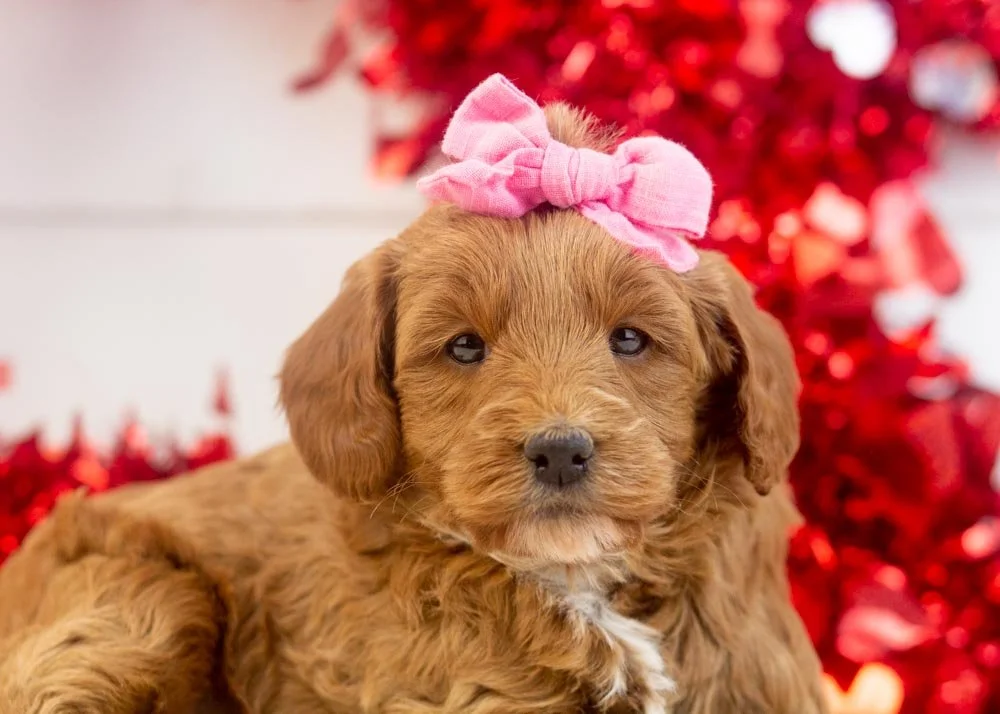 Jesi goldendoodle for sale(1).jpg