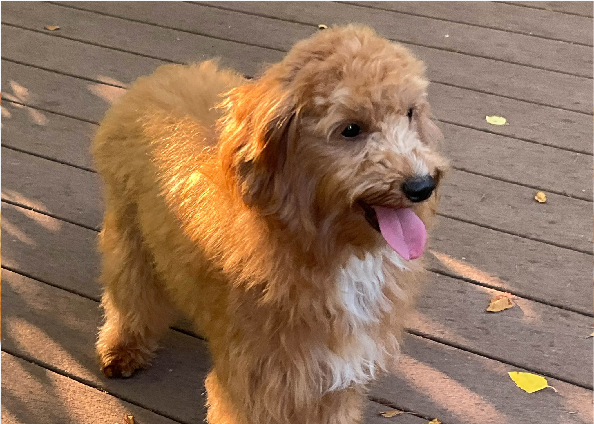 dad goldendoodle