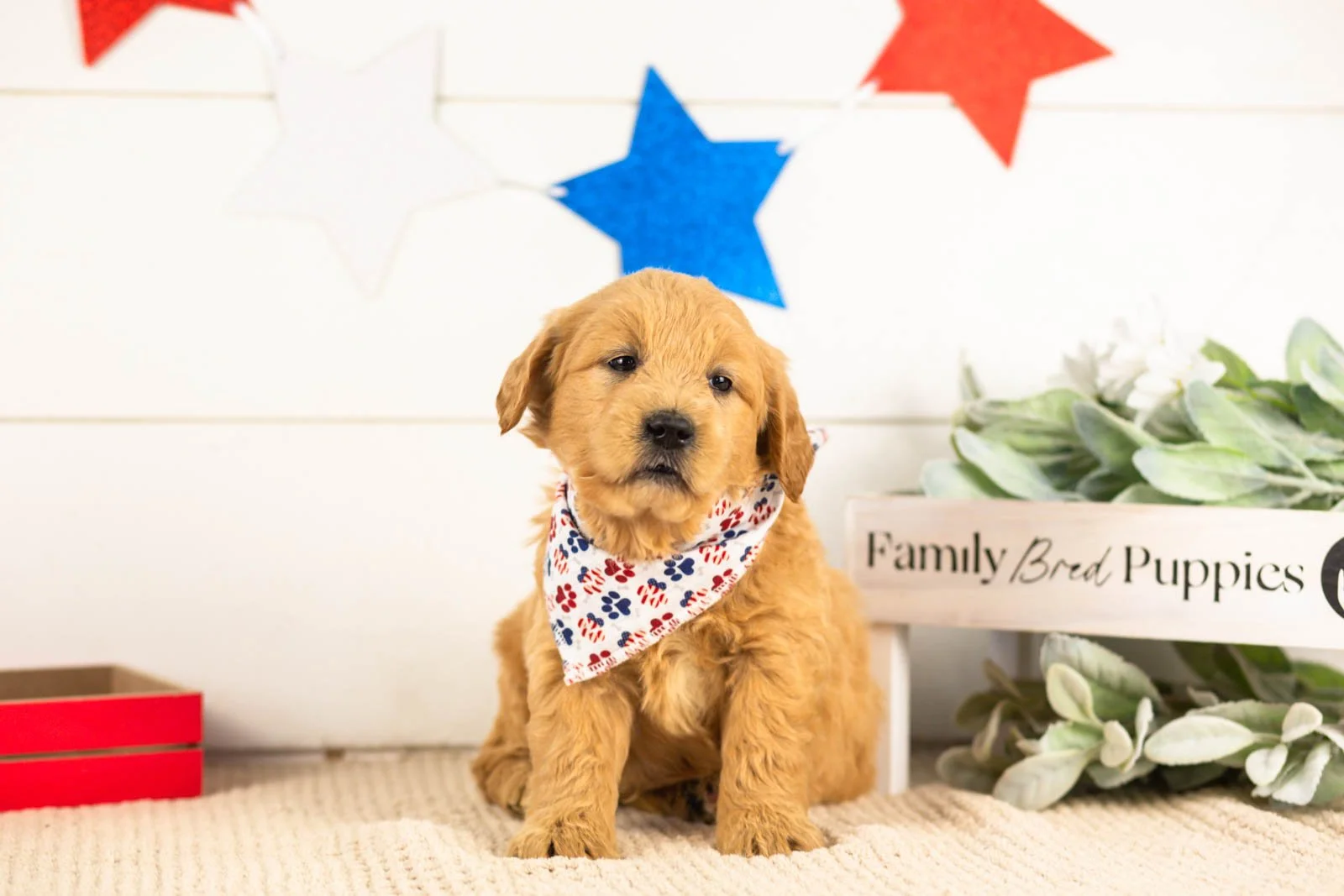 aragron goldendoodle for sale(1).jpg