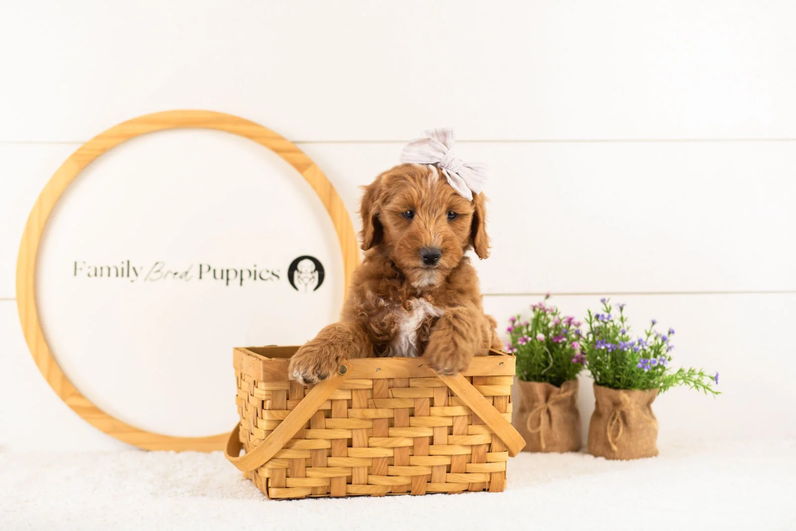 Rosalind goldendoodle for sale(4).jpg