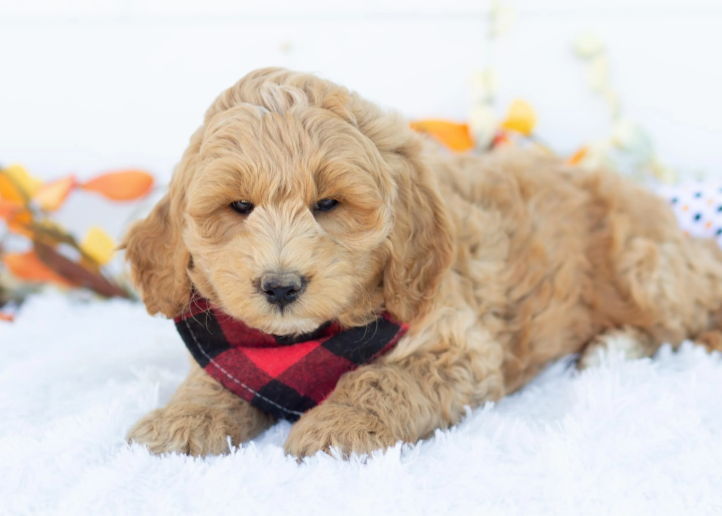 Levi goldendoodle for sale(1).jpg