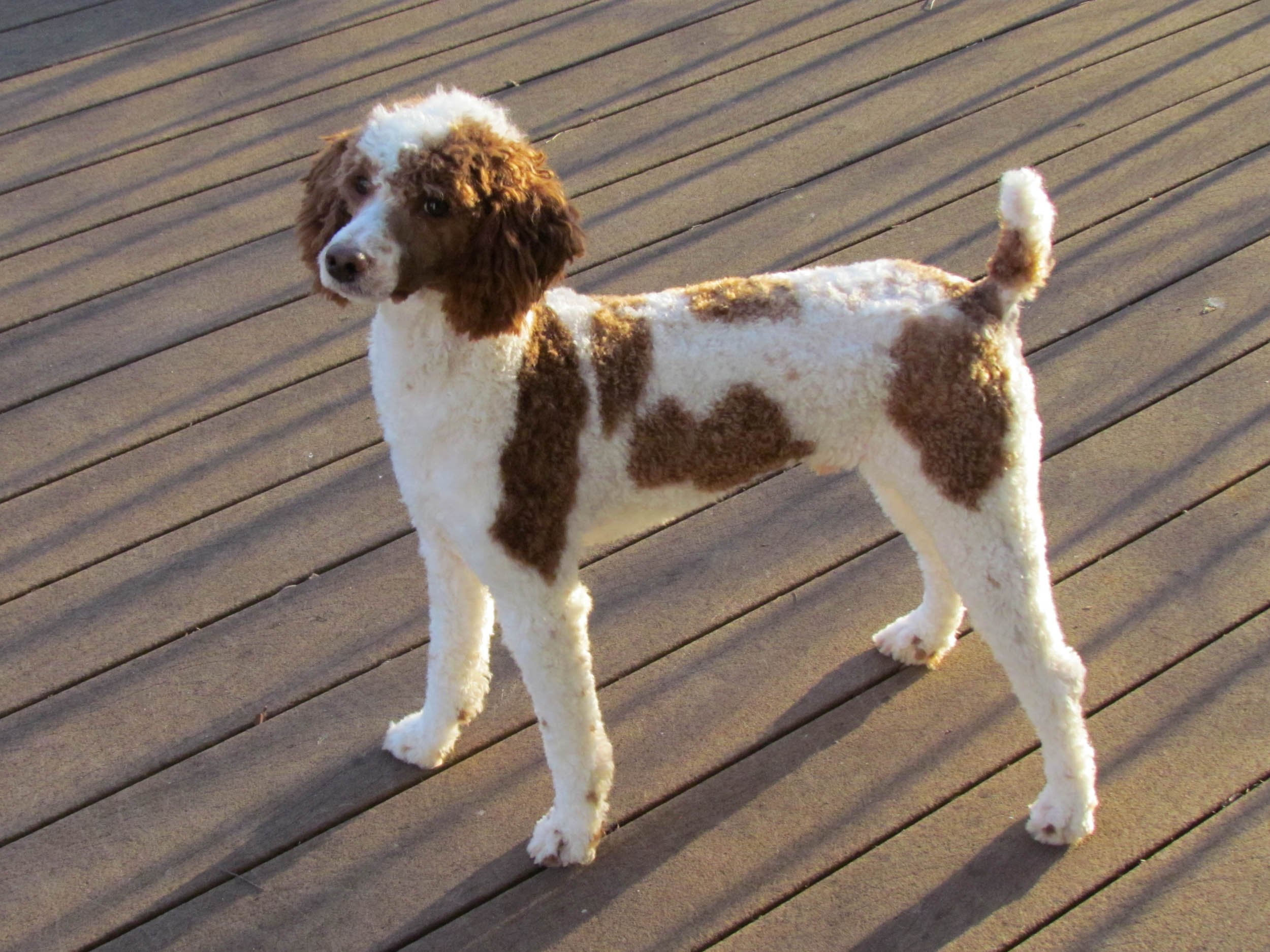 dad poodle