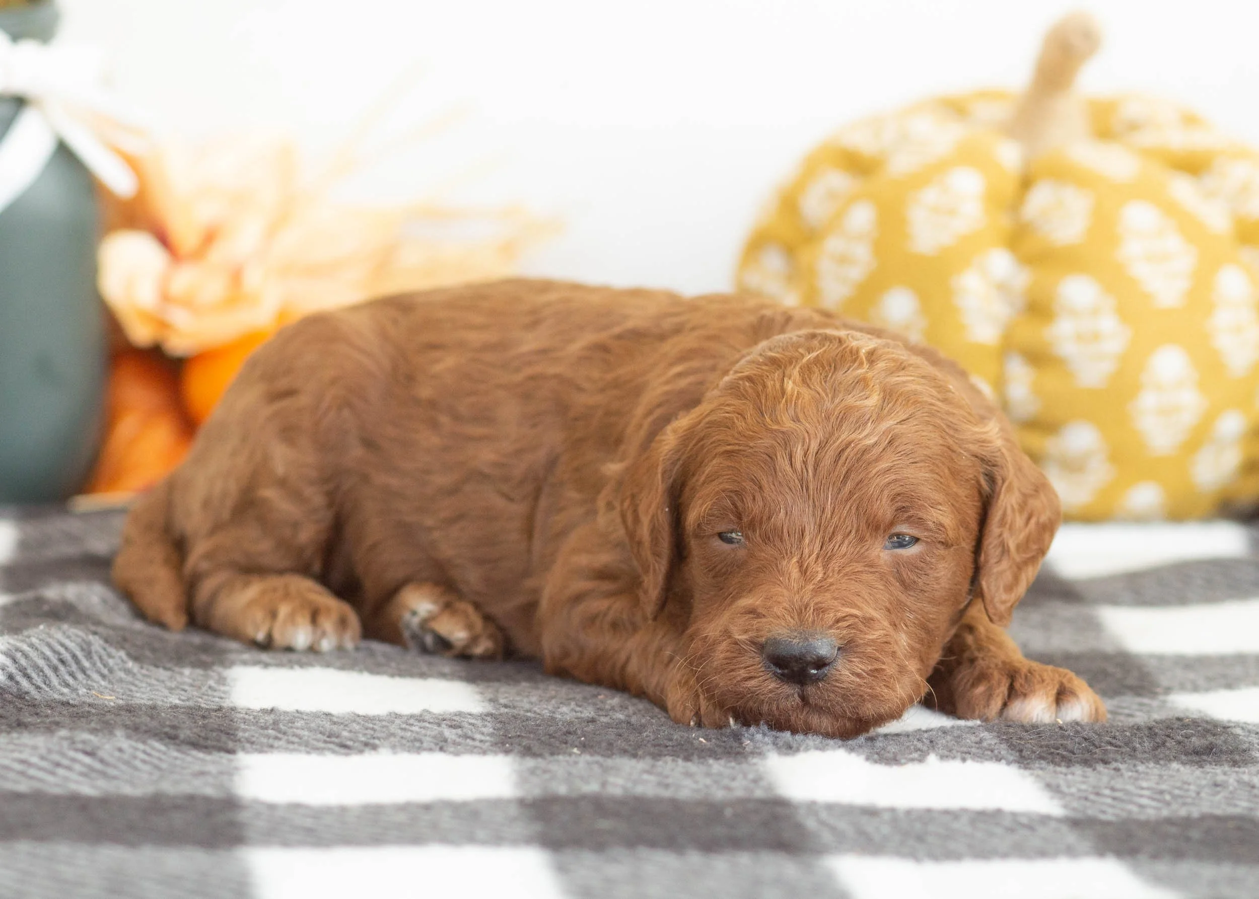 goldendoodle for sale Red Delicious(3).jpg