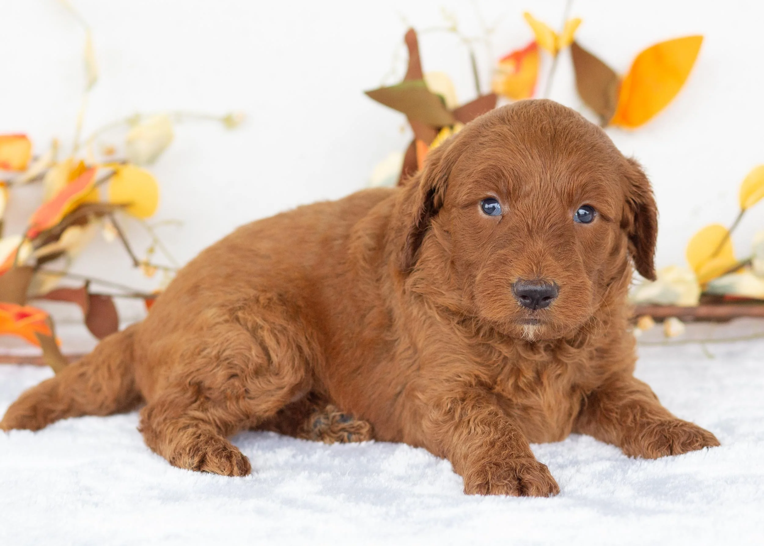 Griffin goldendoodle for sale.jpg