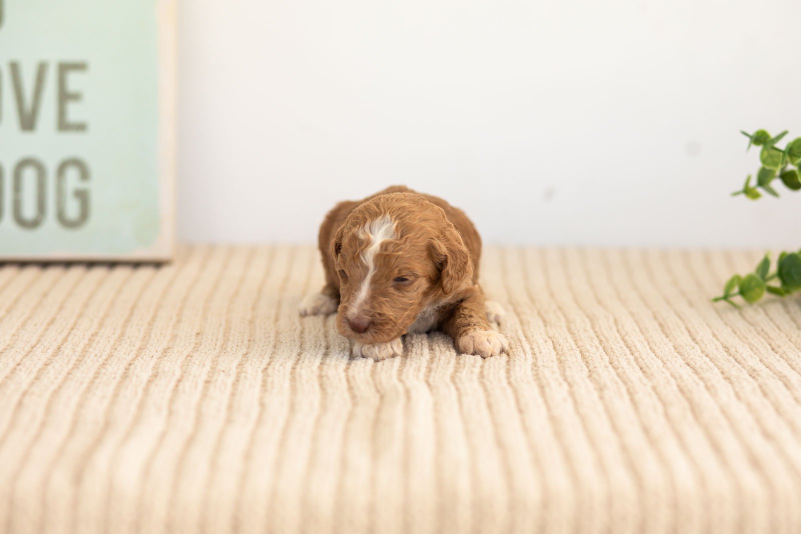 Tatra goldendoodle for sale(1).jpg