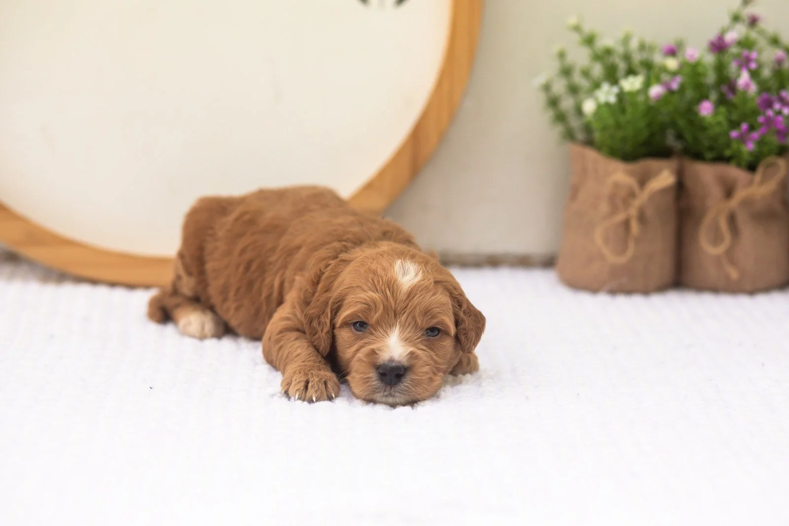 Holly goldendoodle for sale(2).jpg