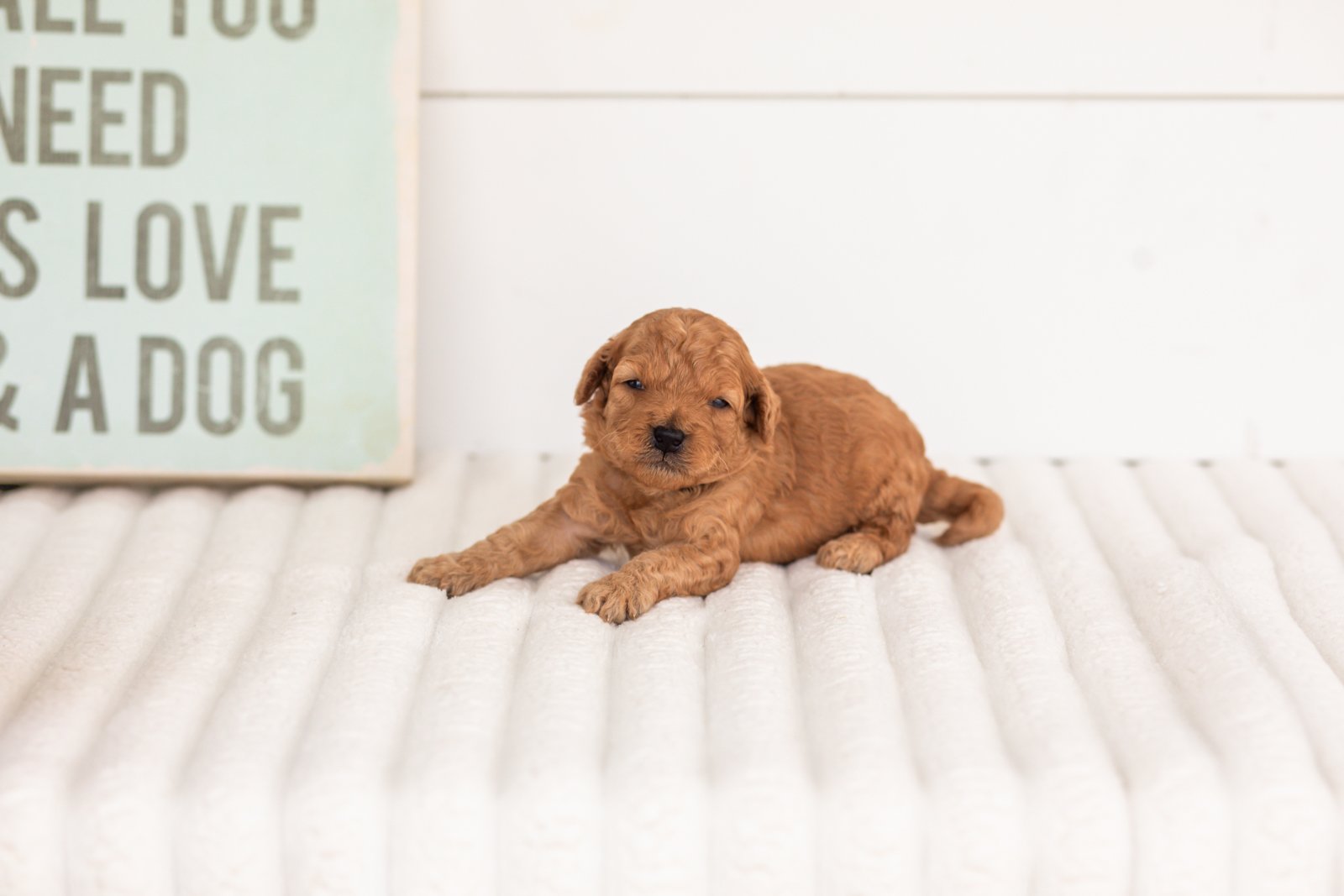 Corduroy goldendoodle for sale(1).jpg