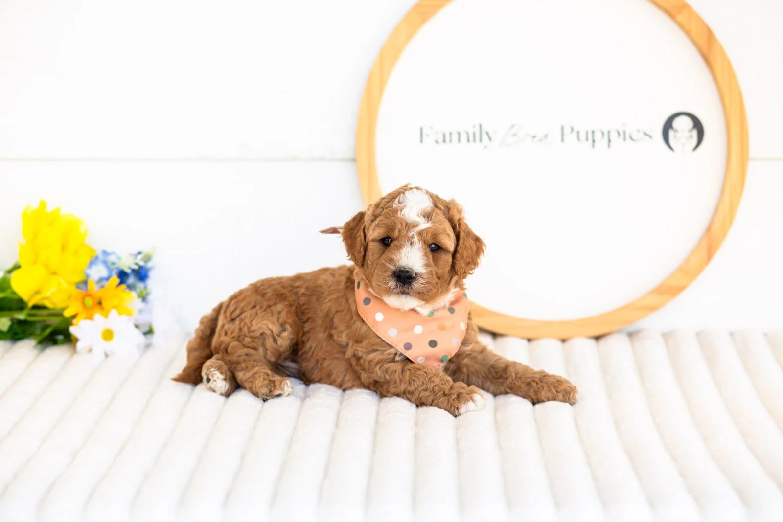 carson goldendoodle for sale.jpg